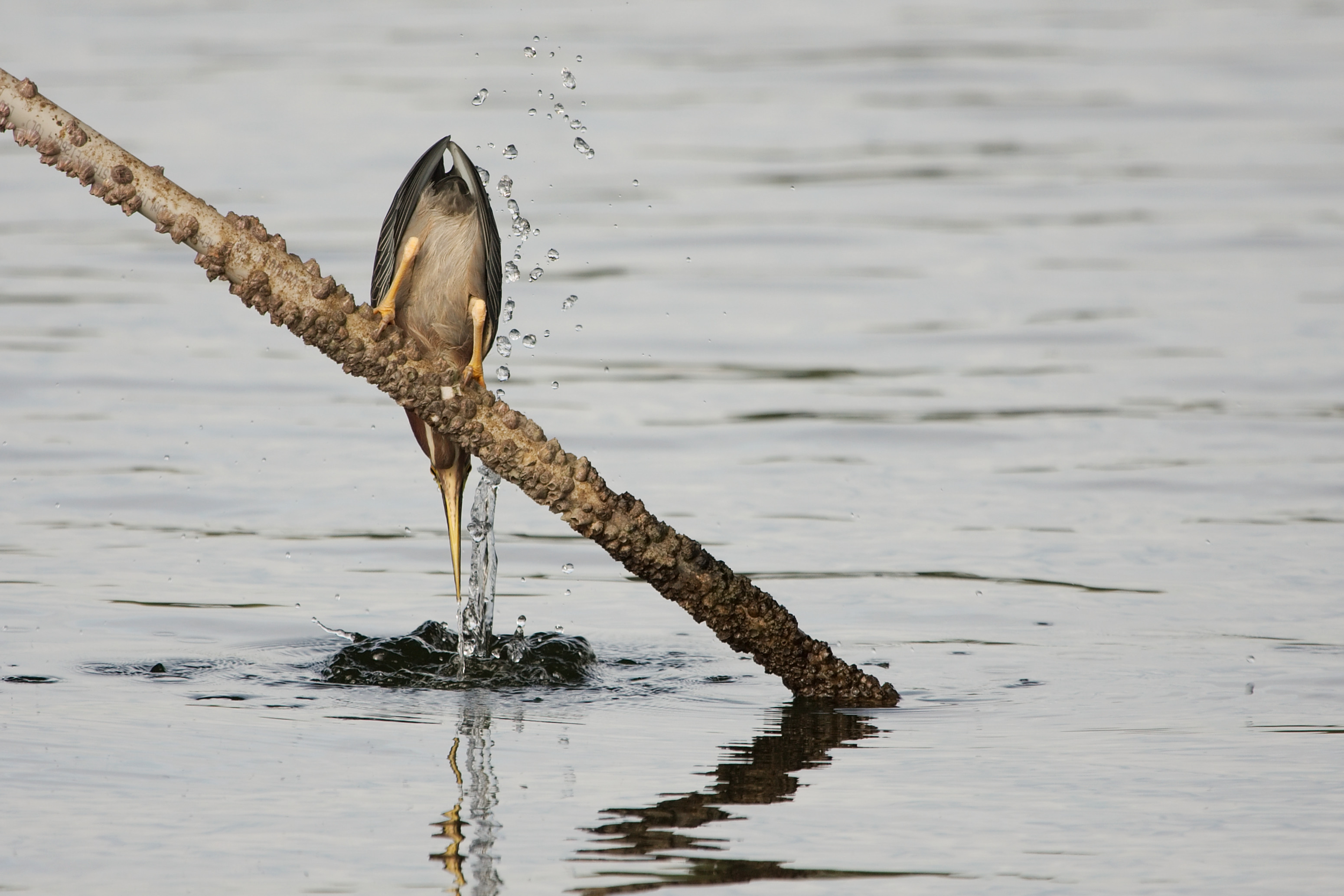 Green heron 0027