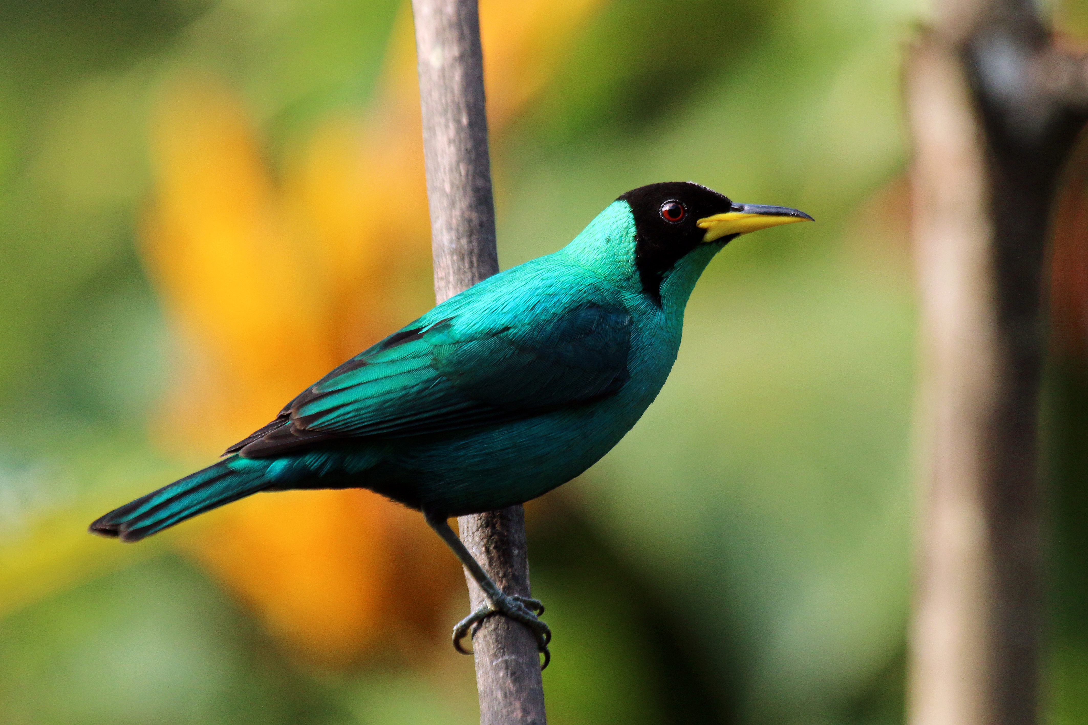 Green honey creeper (Chlorophanes spiza spiza) male