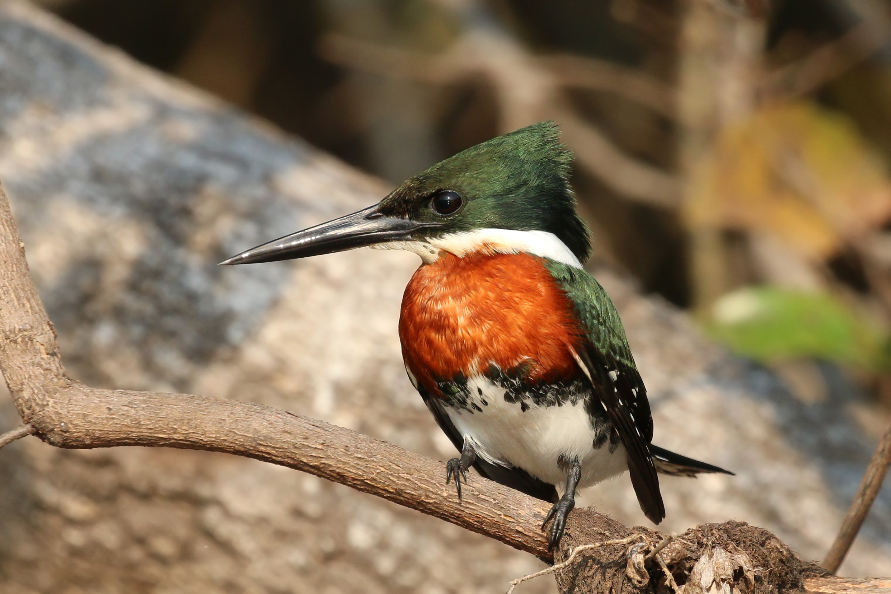 Green kingfisher (Chloroceryle americana) male