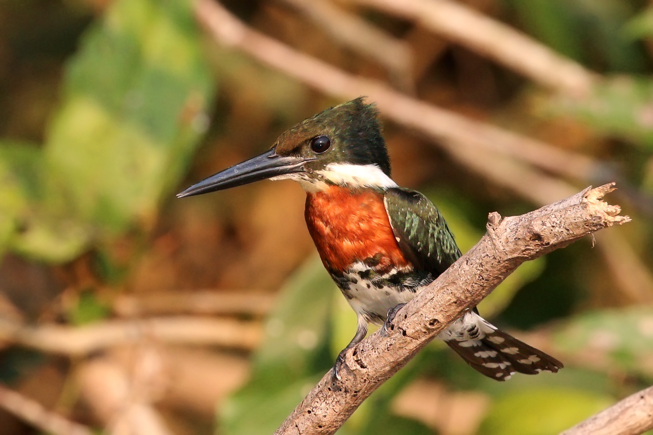 Green kingfisher (Chloroceryle americana) male 2