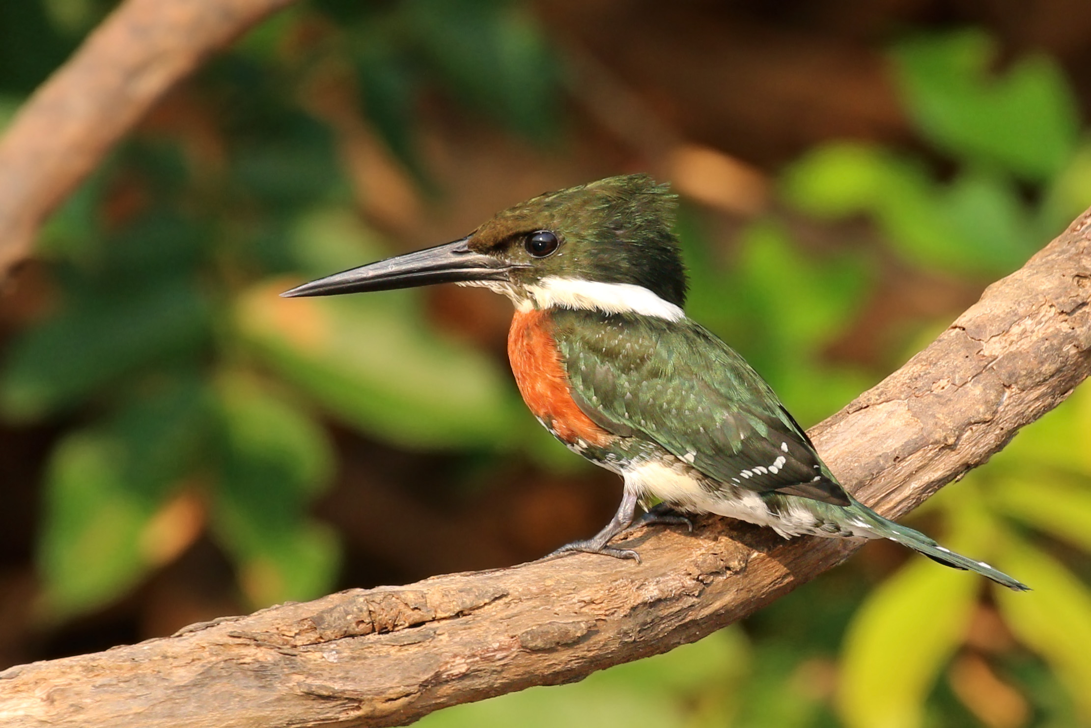 Green kingfisher (Chloroceryle americana) male 3