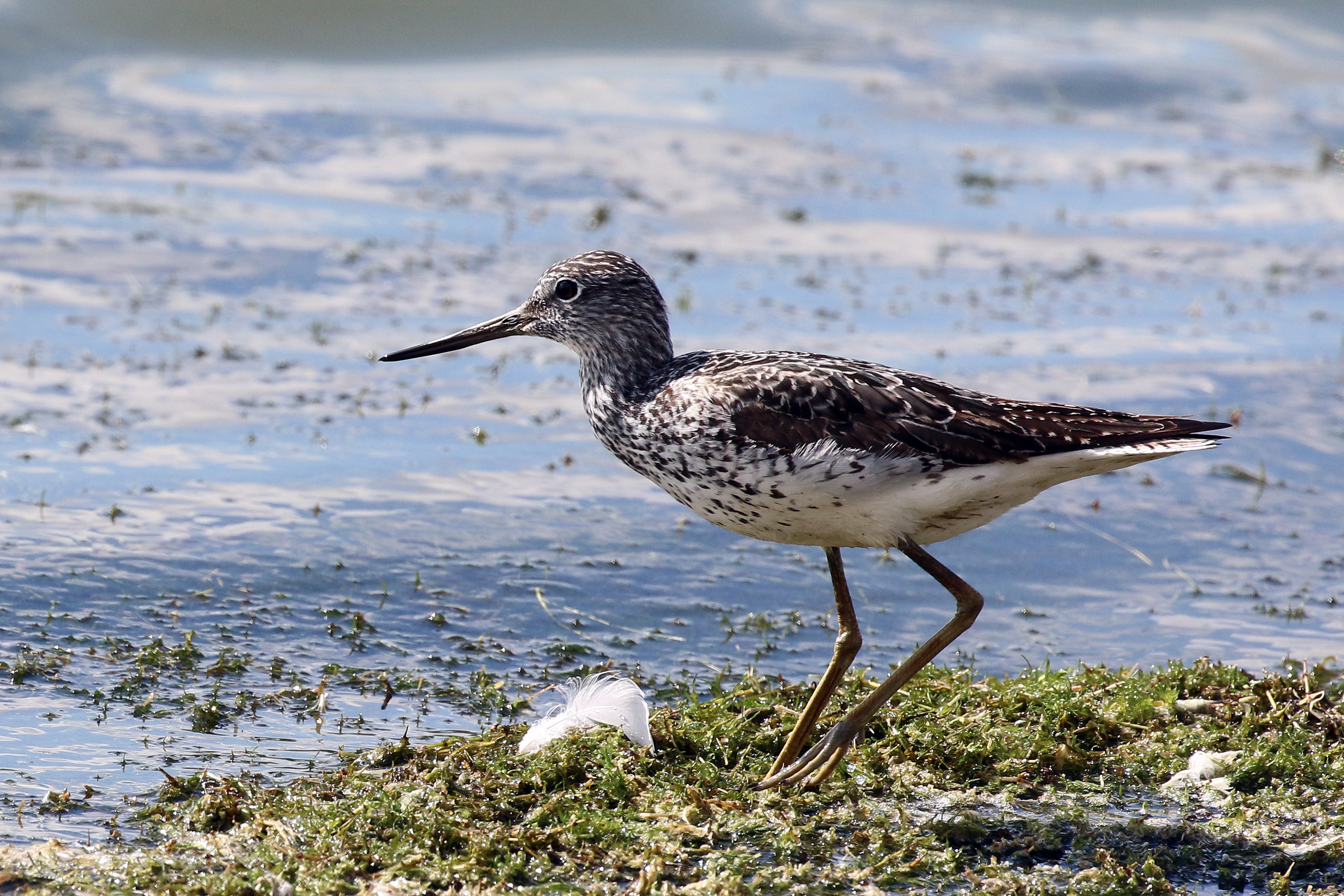 Greenshank (Tringa nebularia)