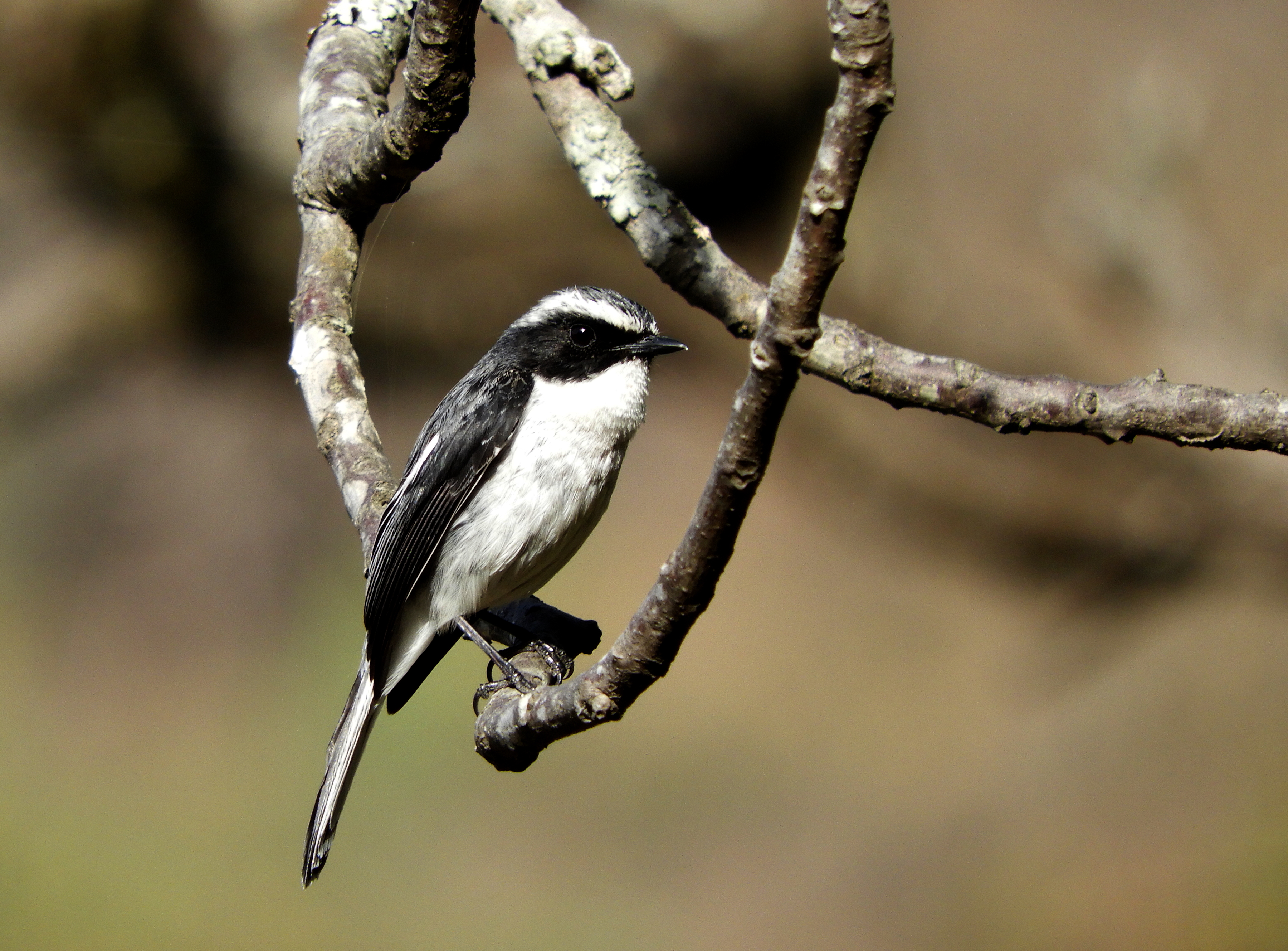 Grey Bushchat at Sattal India DSCN9911 1