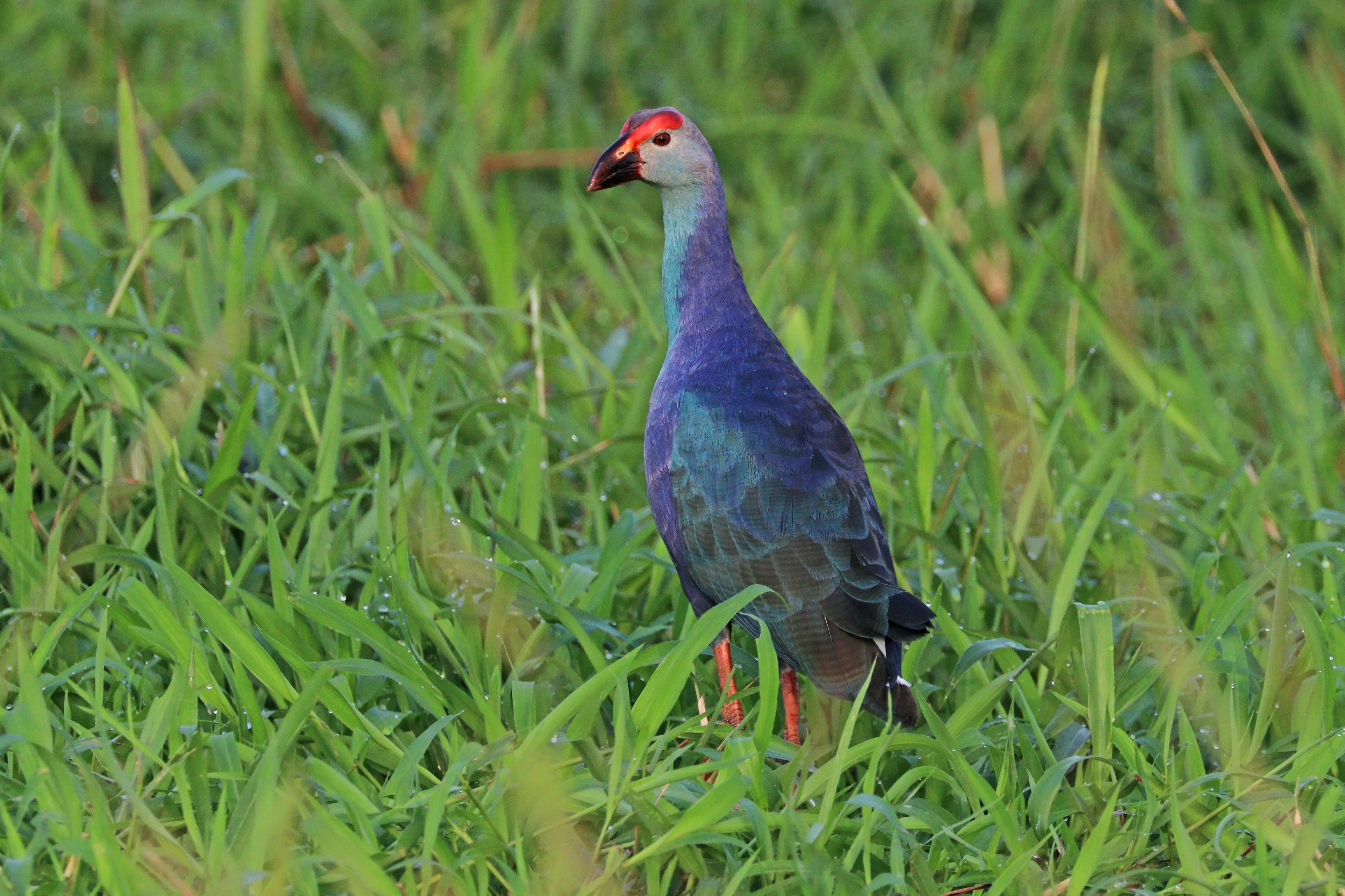 Grey-headed swamphen (Porphyrio poliocephalus) male