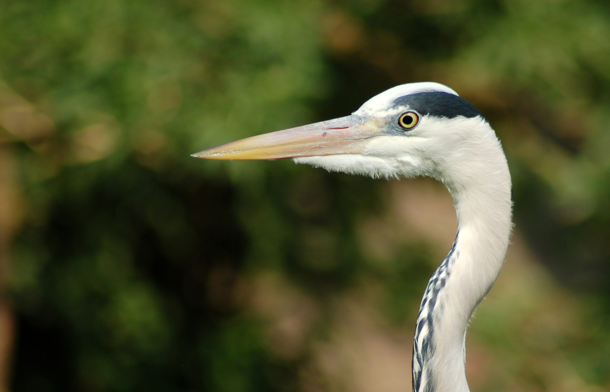 Grey heron (8193264301)