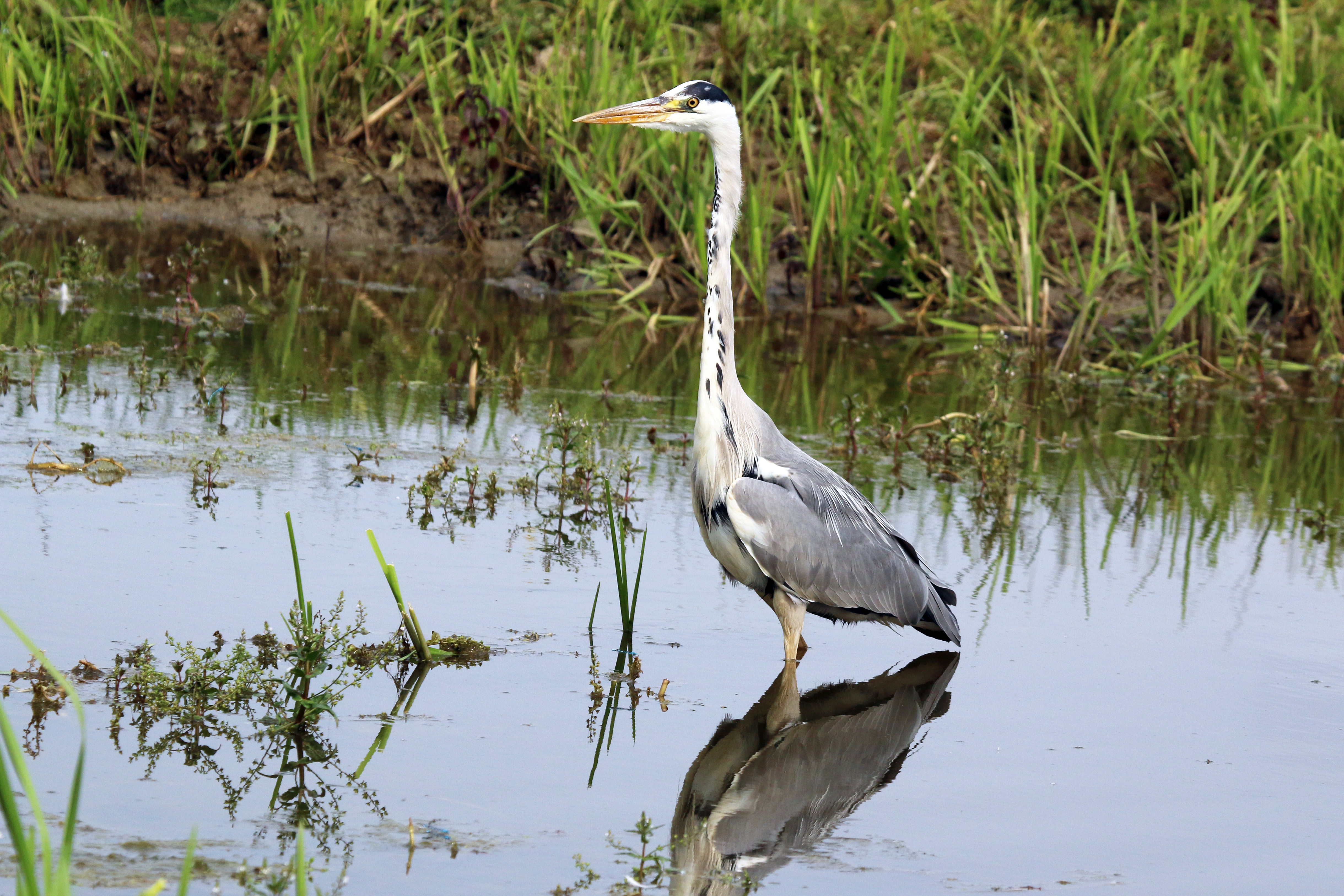 Grey heron (Ardea cinerea)