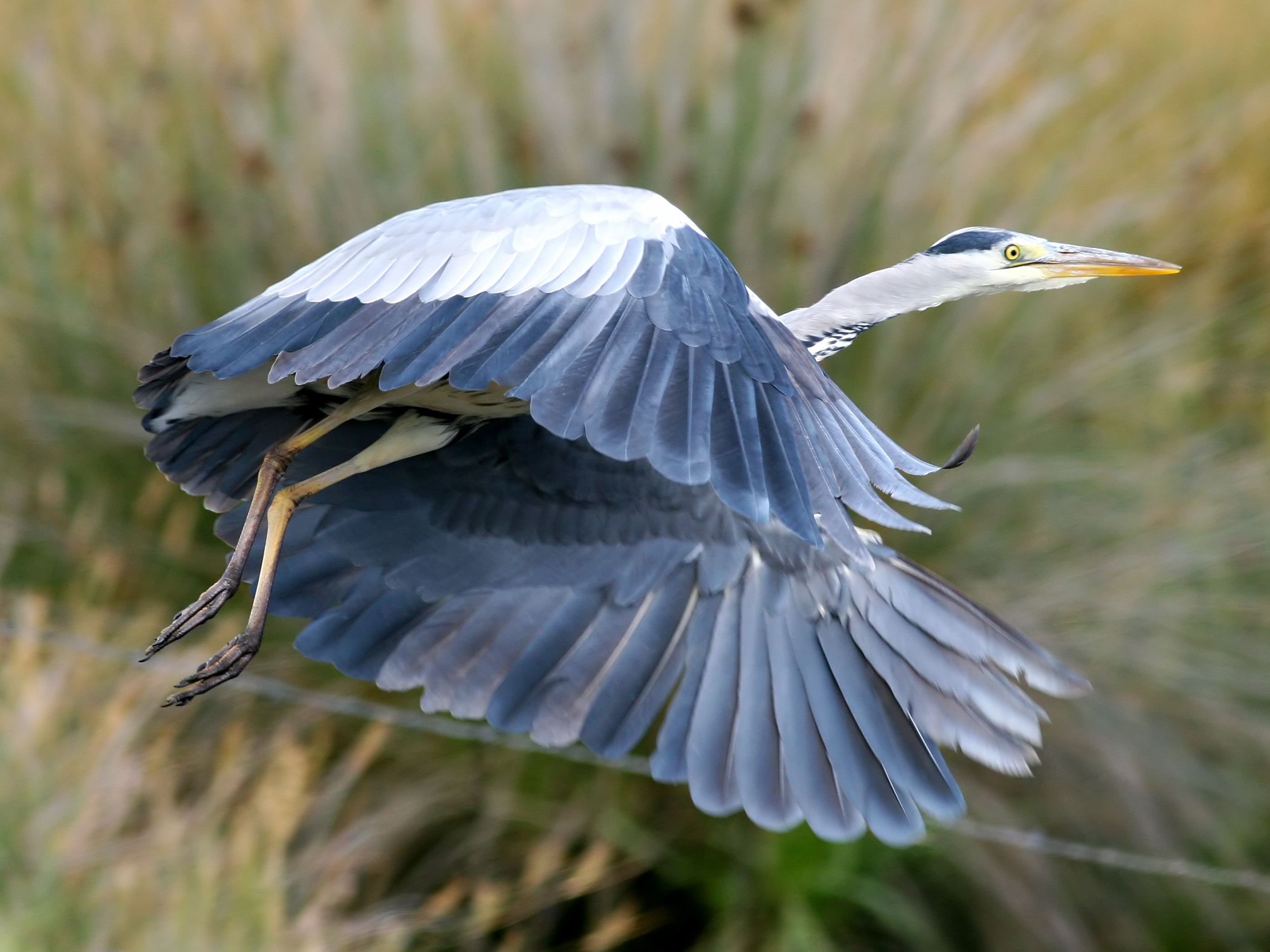 Grey Heron (Ardea cinerea) (3)