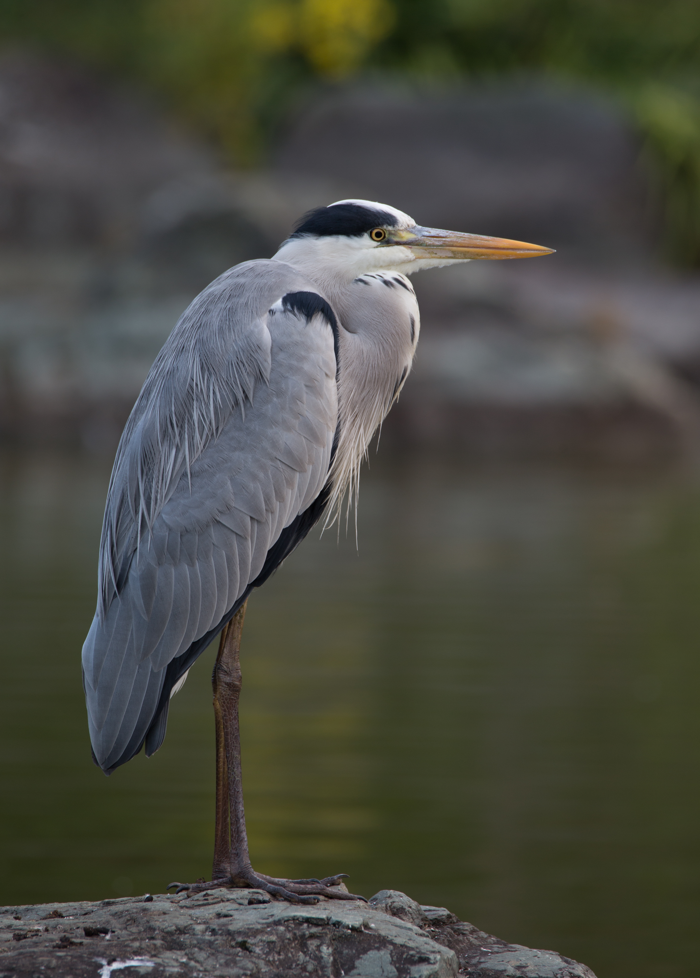 Grey heron, November 2015, Osaka