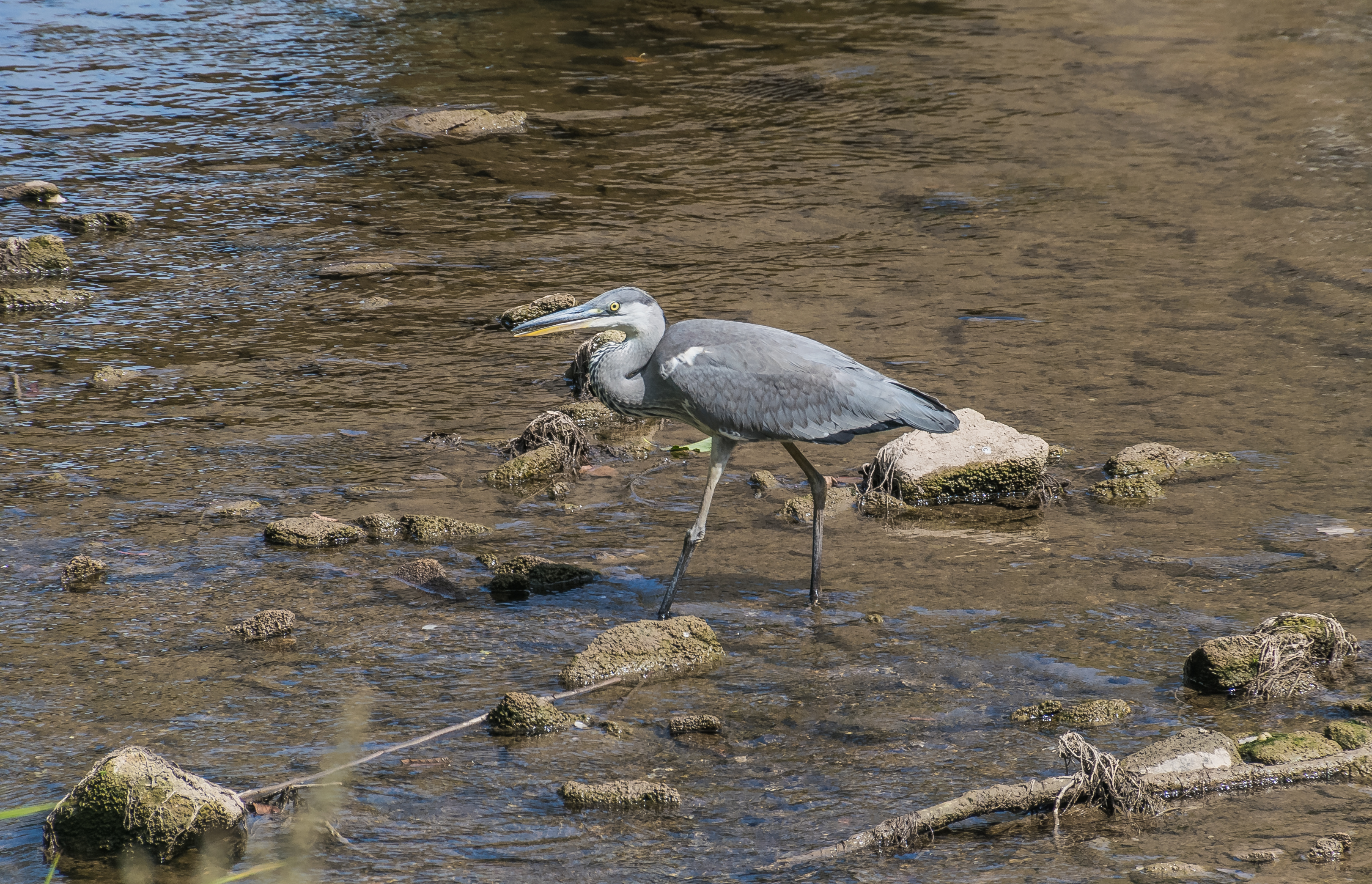 Grey heron in Aveyron River 01
