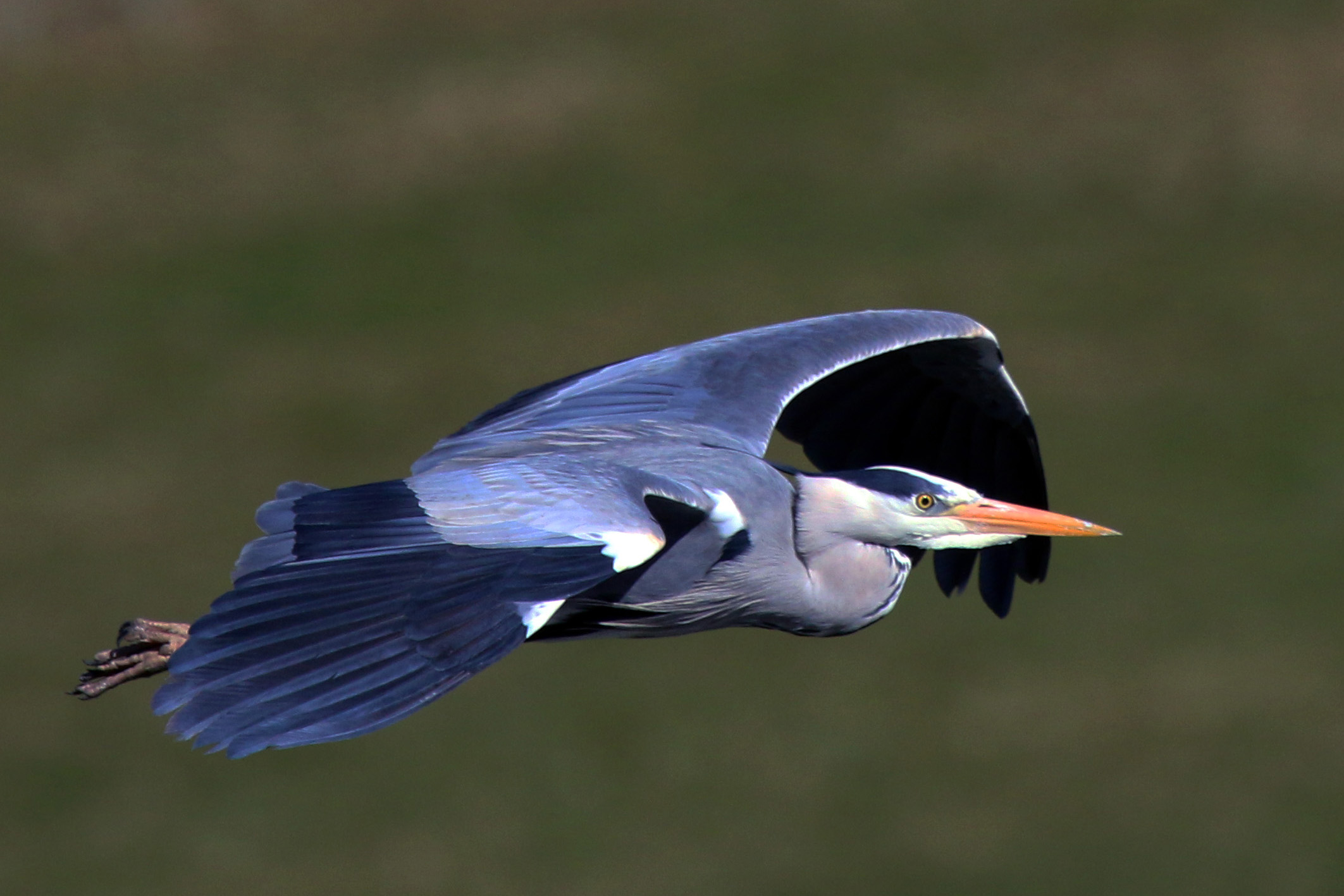 Grey heron in flight (ardea cinerea)