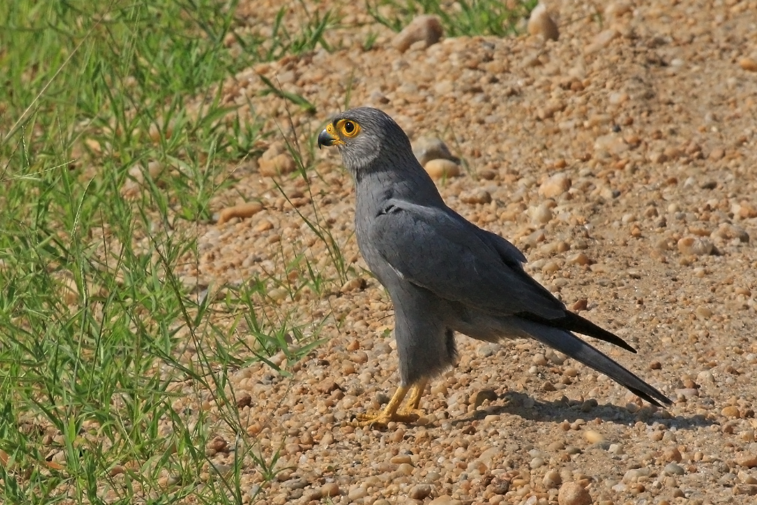 Grey kestrel (Falco ardosiaceus)