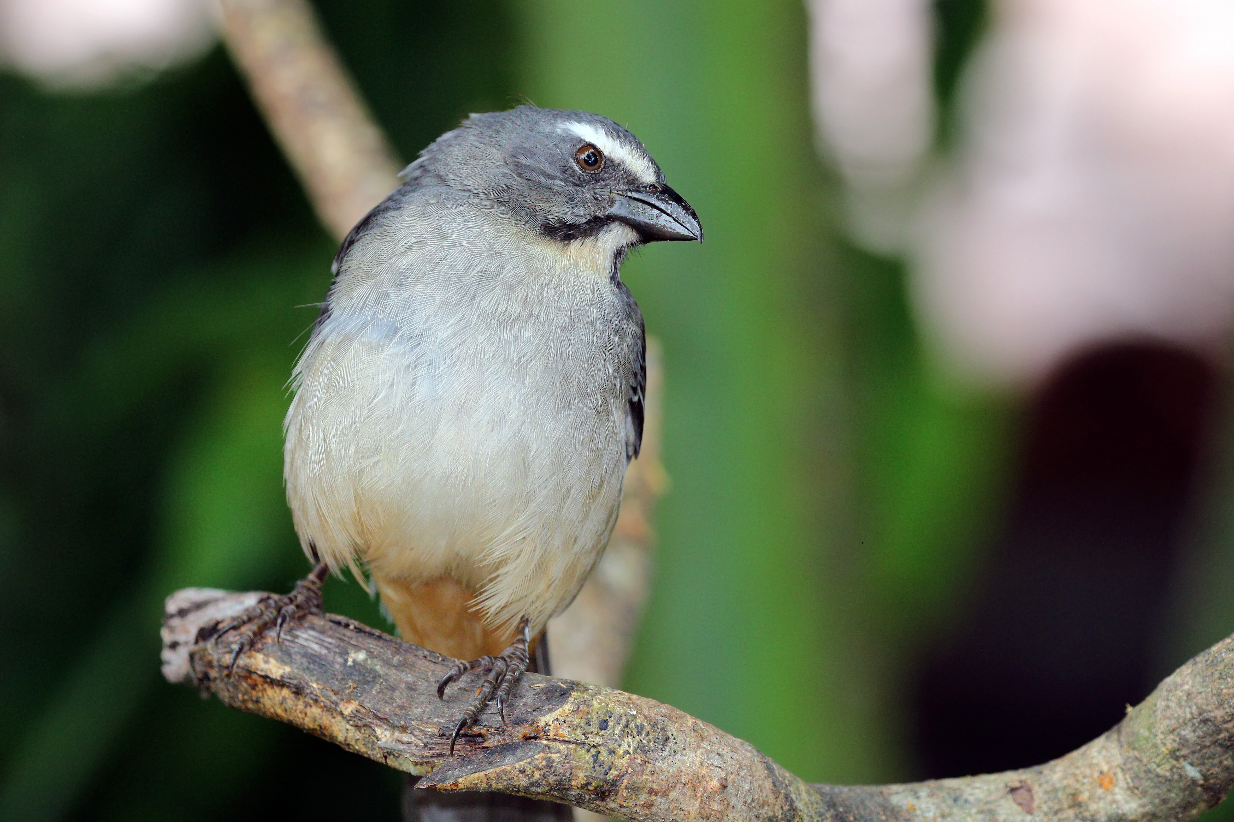 Greyish saltator (Saltator coerulescens)