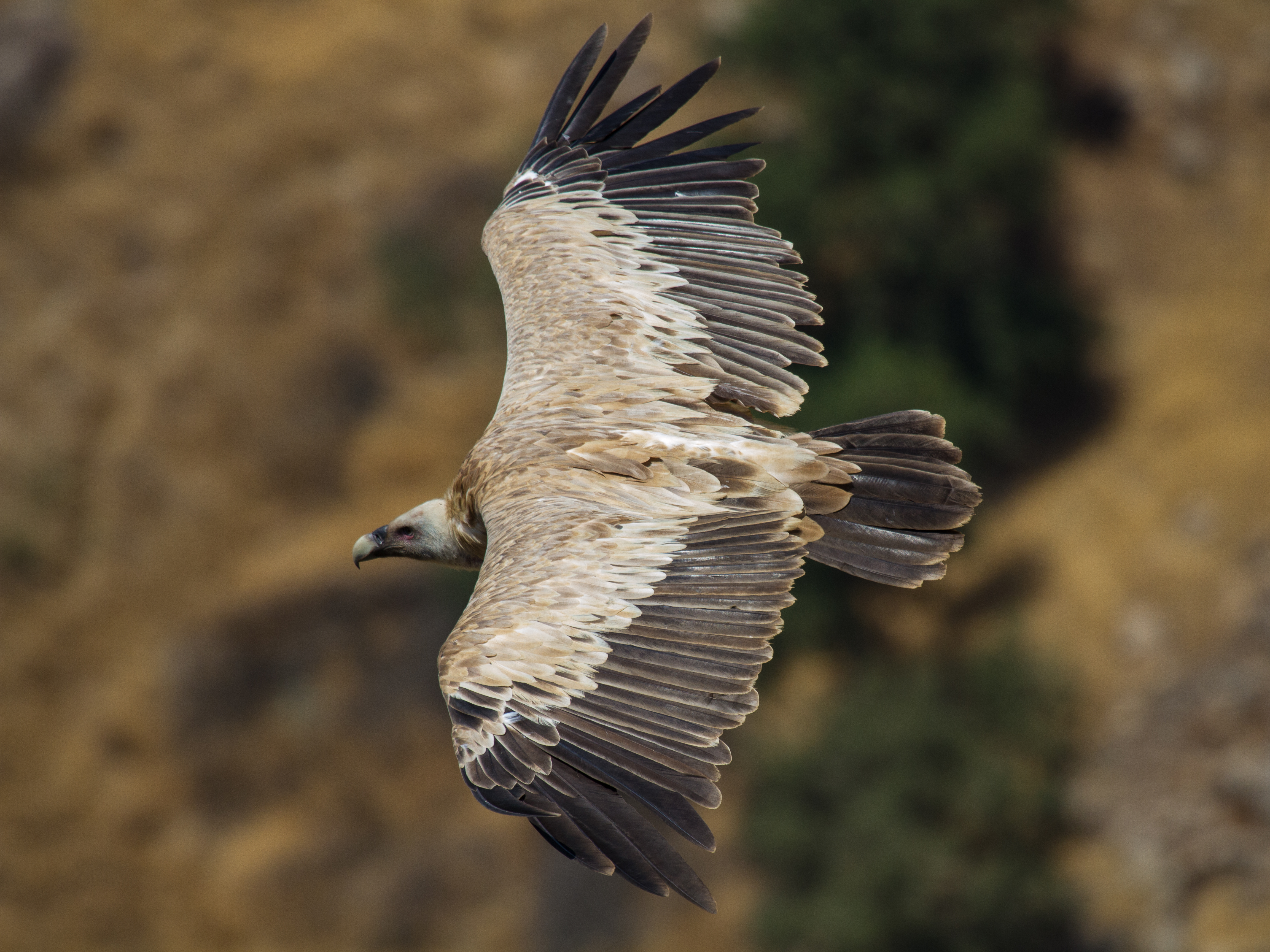 Griffon vulture (gyps fulvus) in flight