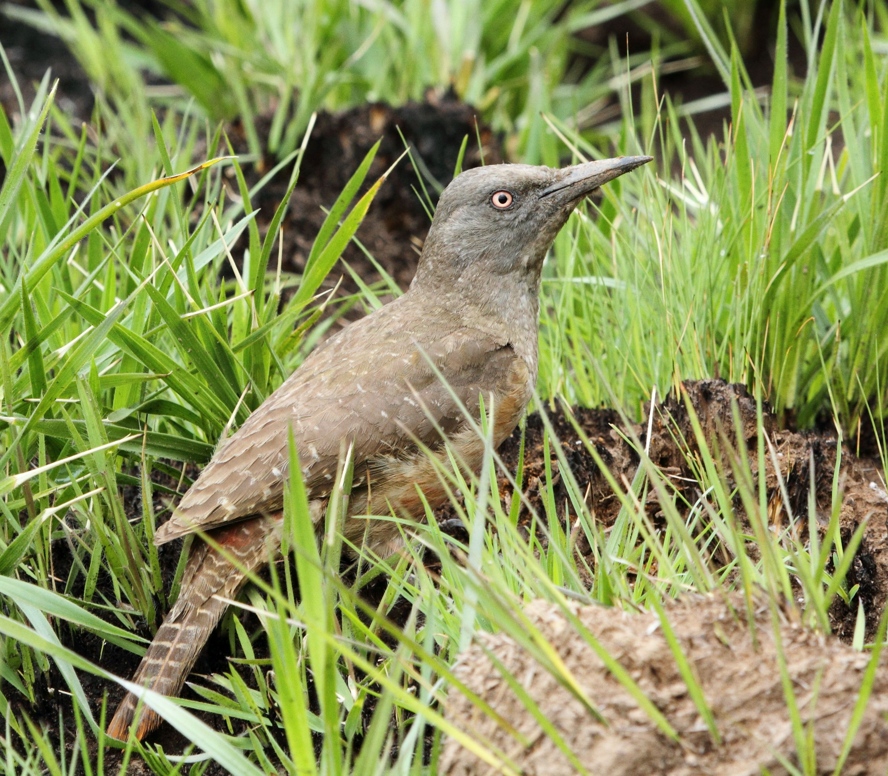 Ground woodpecker 2013 10 23 1969
