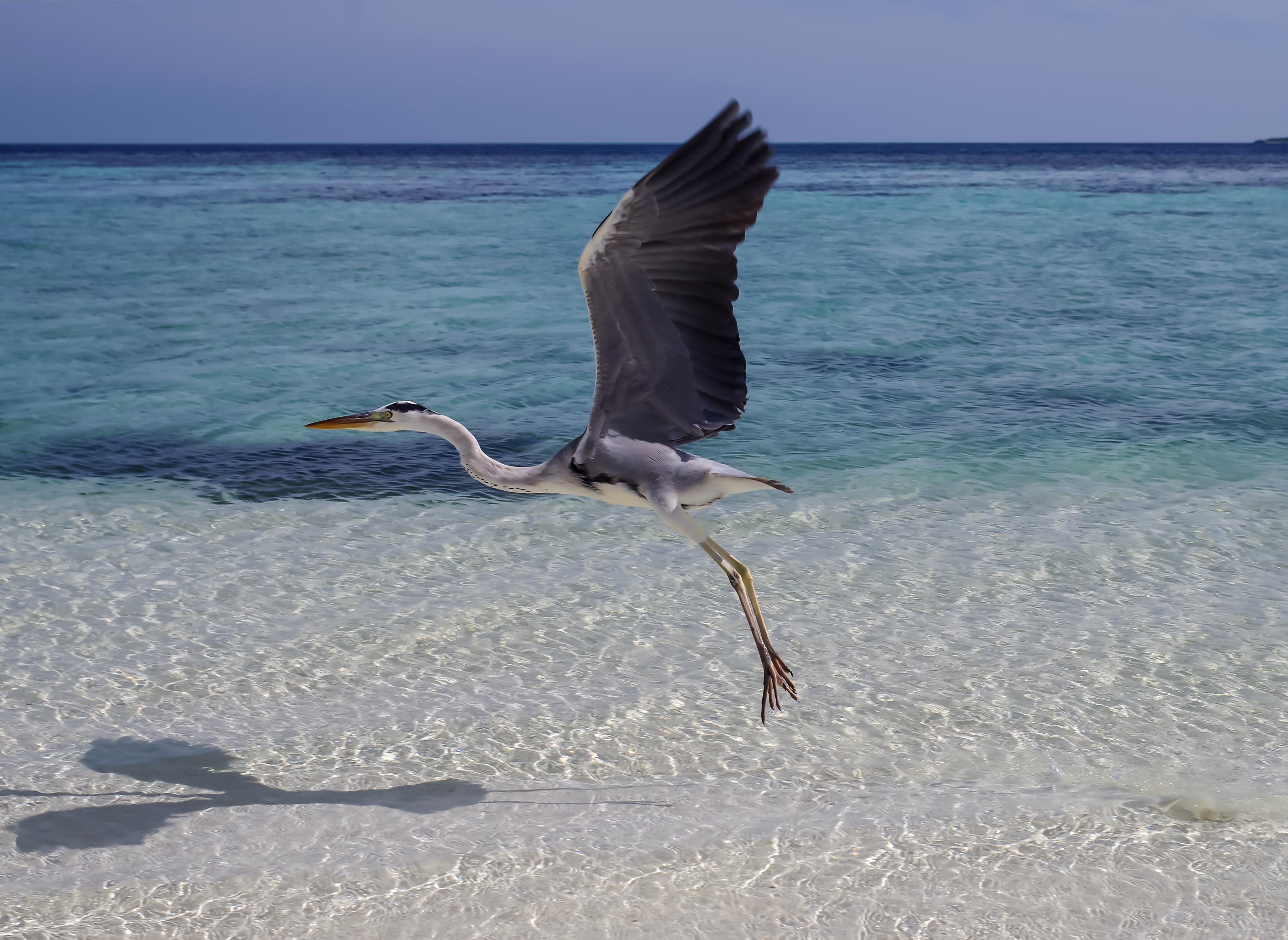 Grue cendrée en vol - Maldives