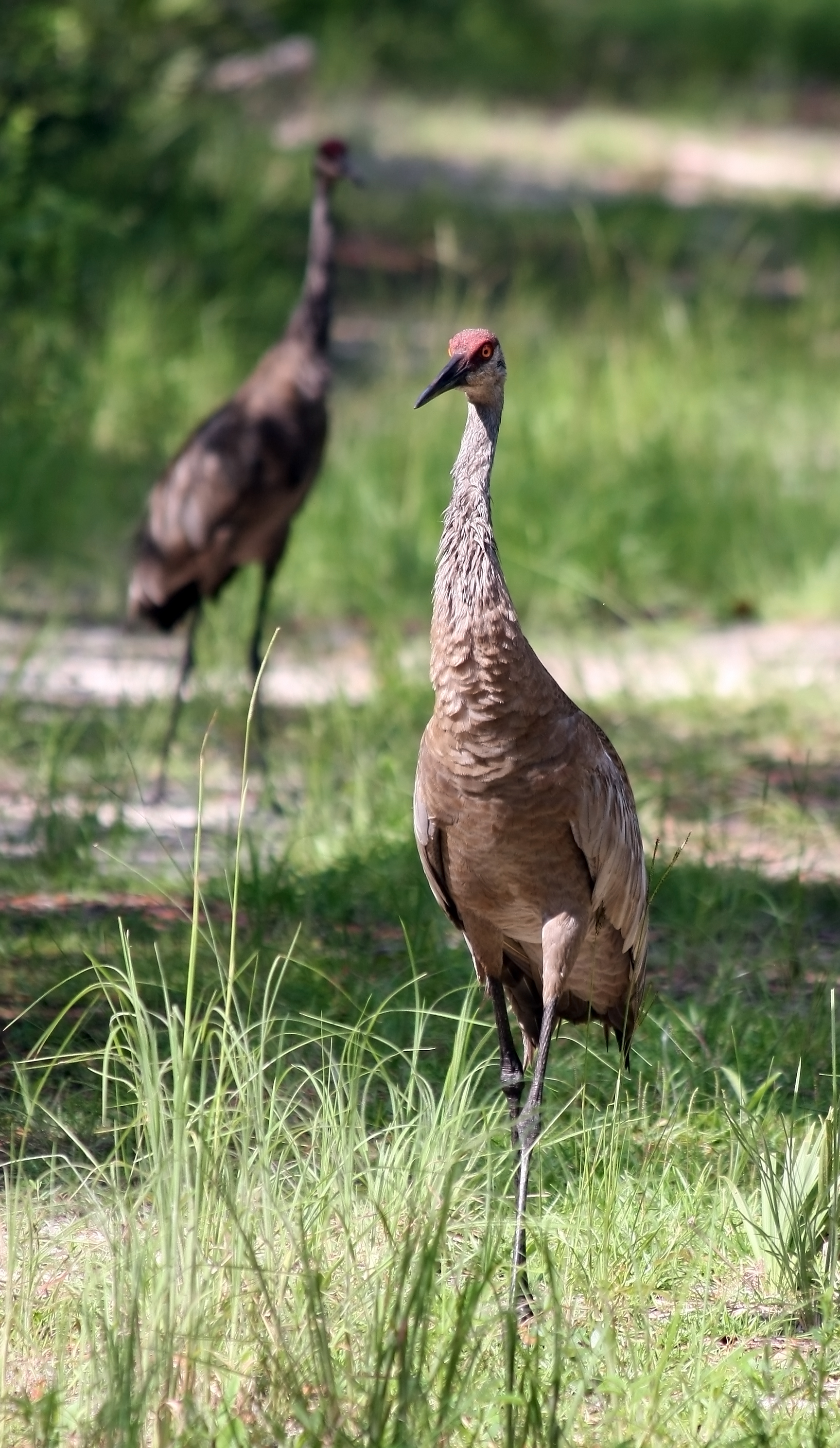 Grus canadensis pratensis (adult with juvenile)