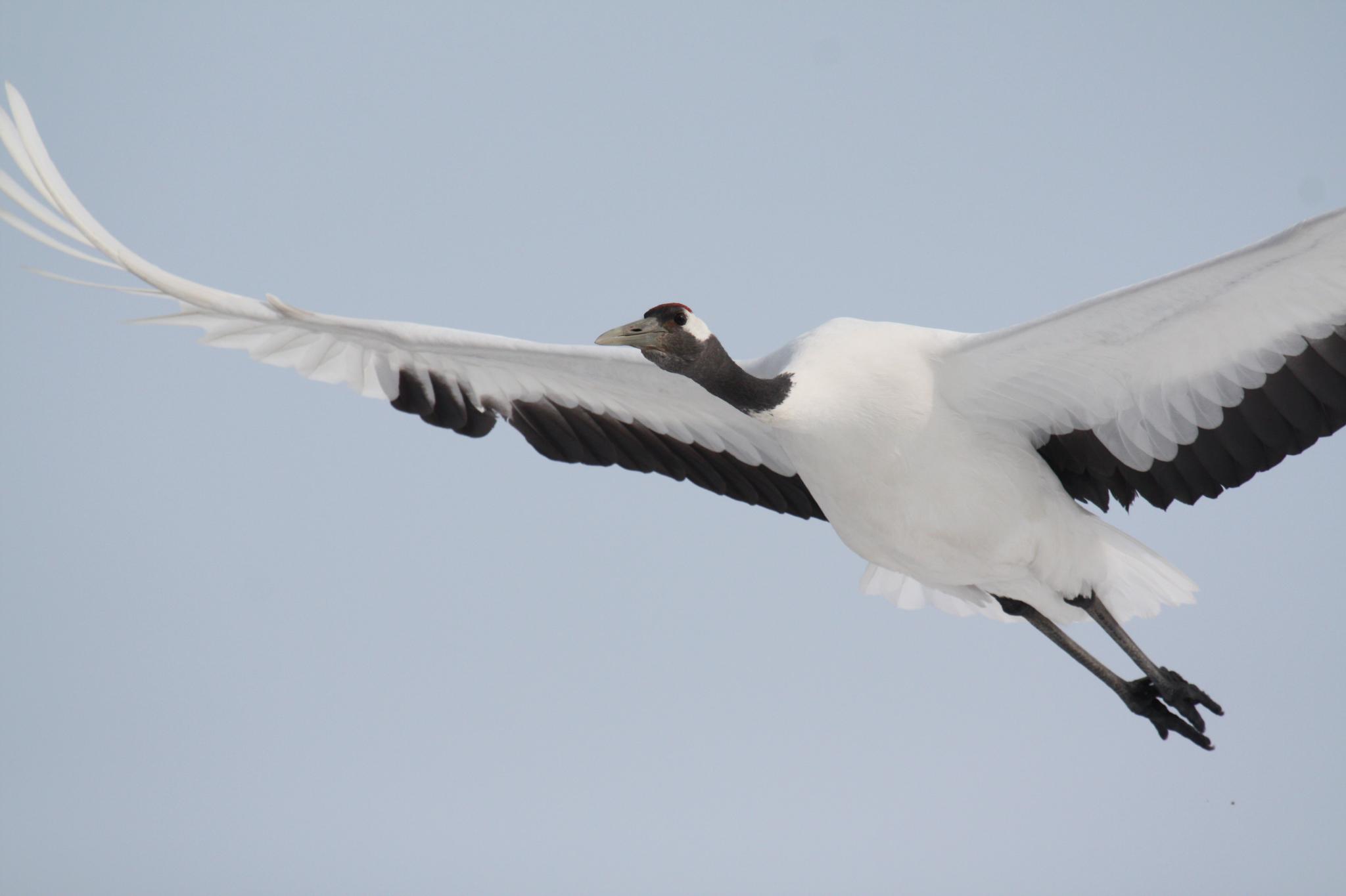 Grus japonensis -Hokkaido, Japan -flying-8
