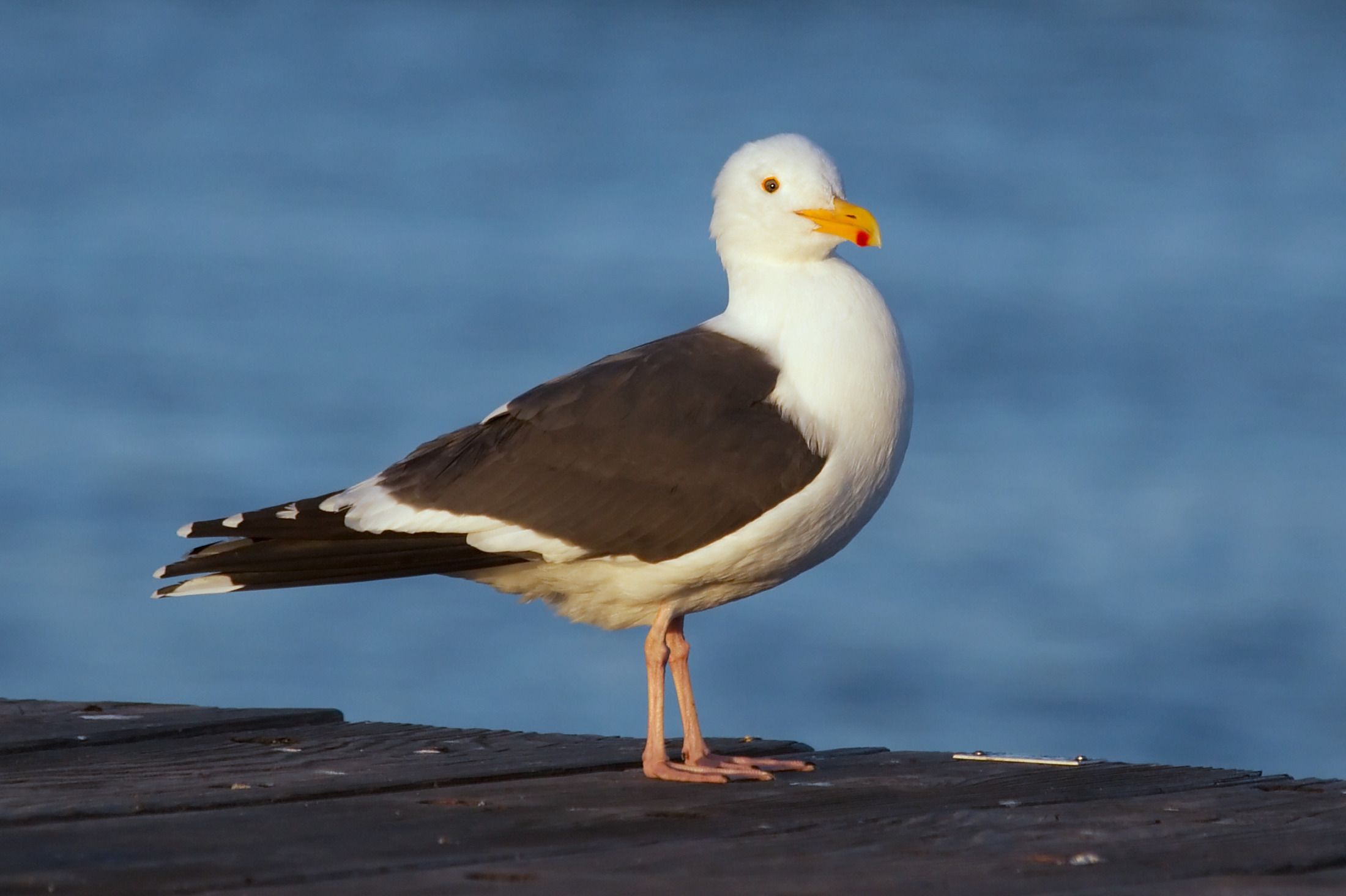 Gull 4837