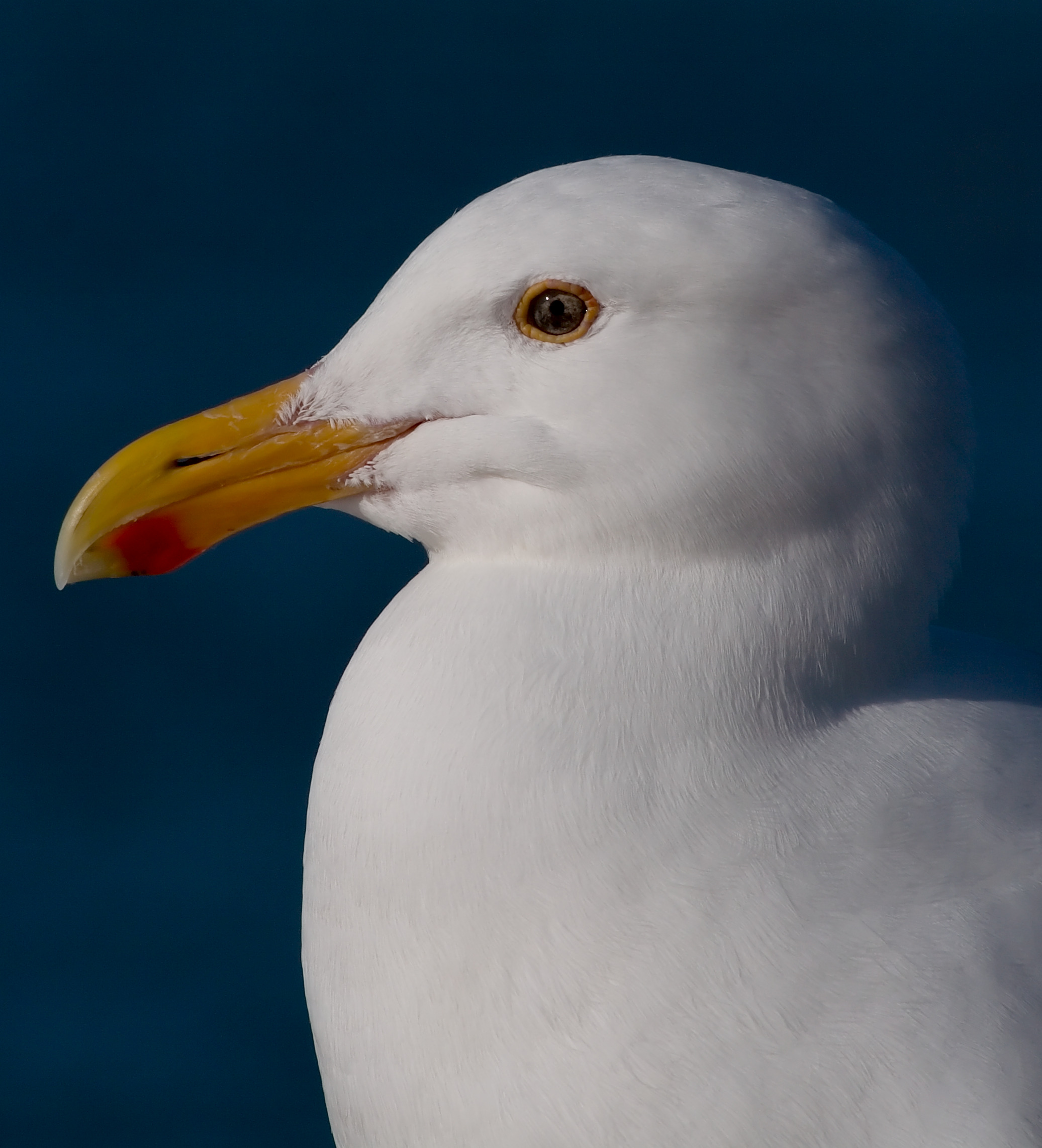 Gull 4908