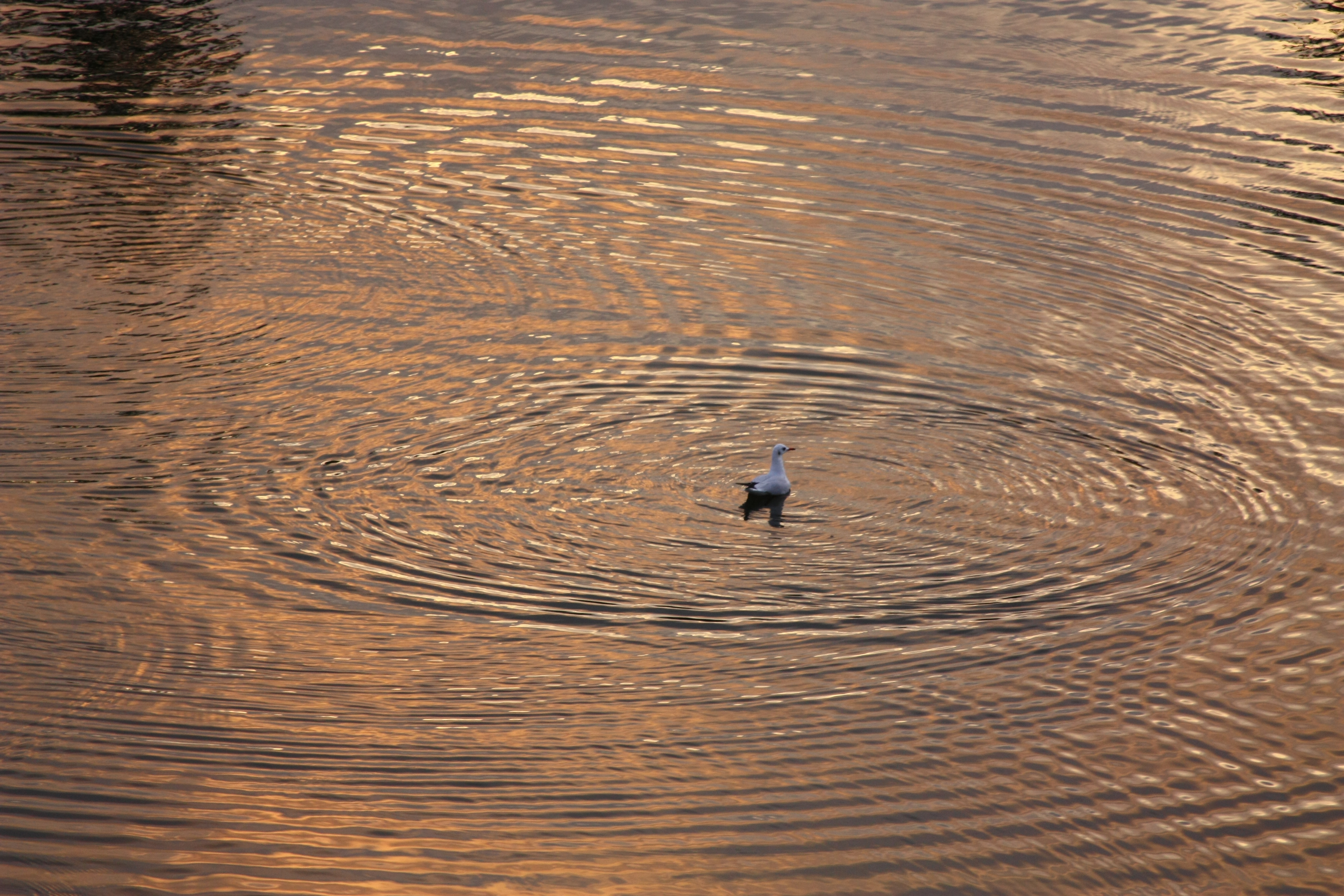 Gull (2925571215)