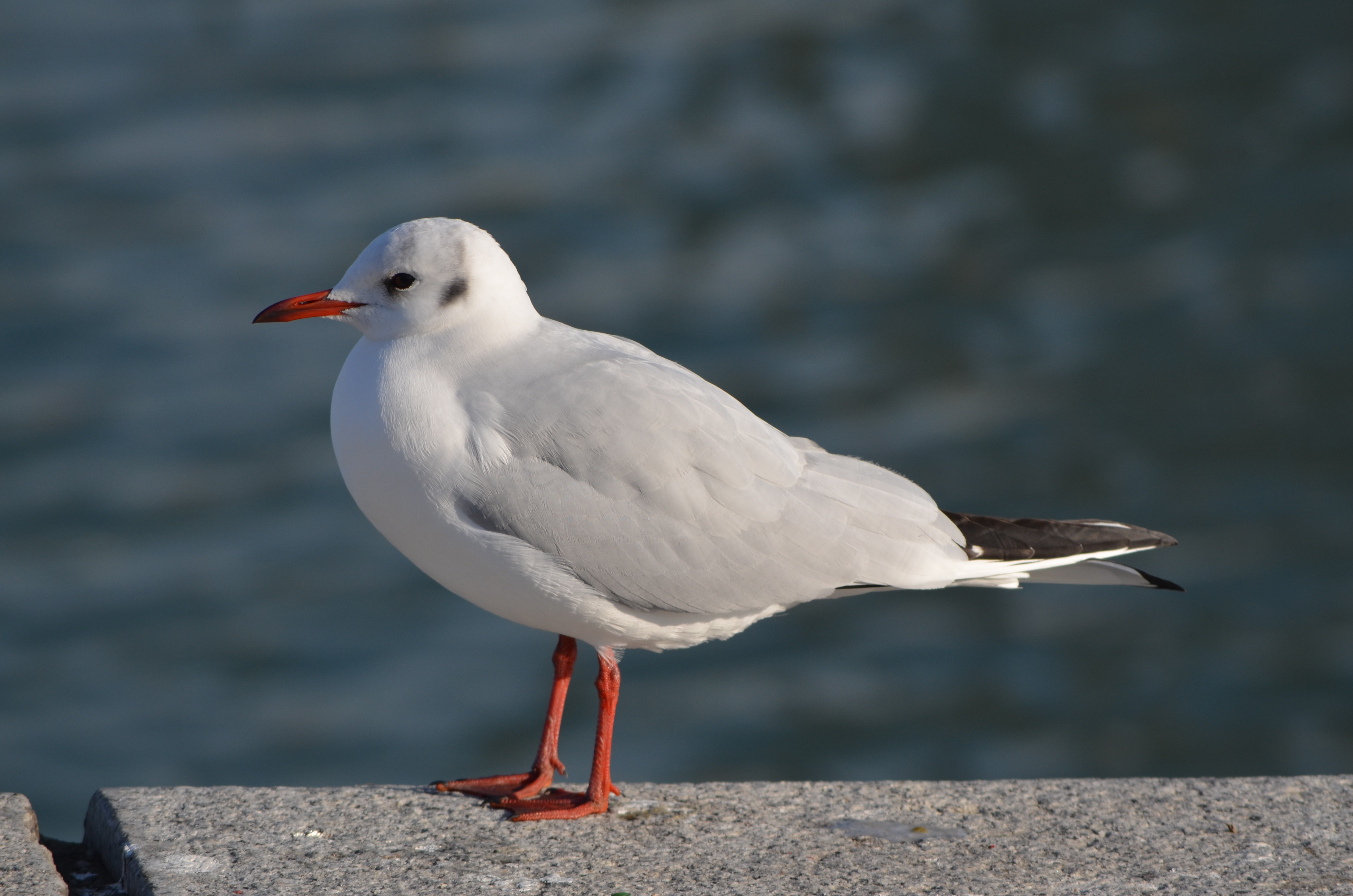 Gull near Danube (1)