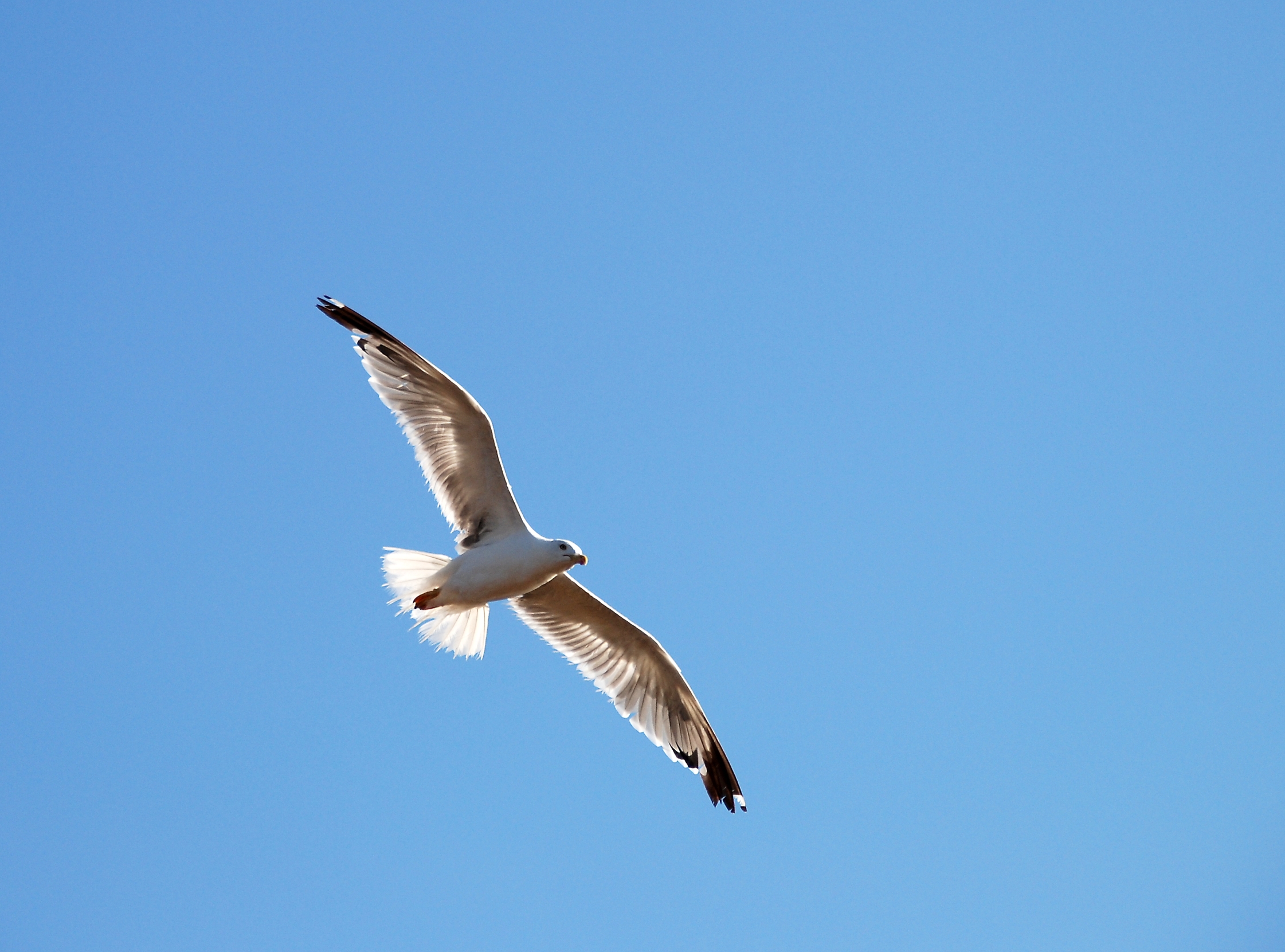 Gull Porto Covo July 2007-7