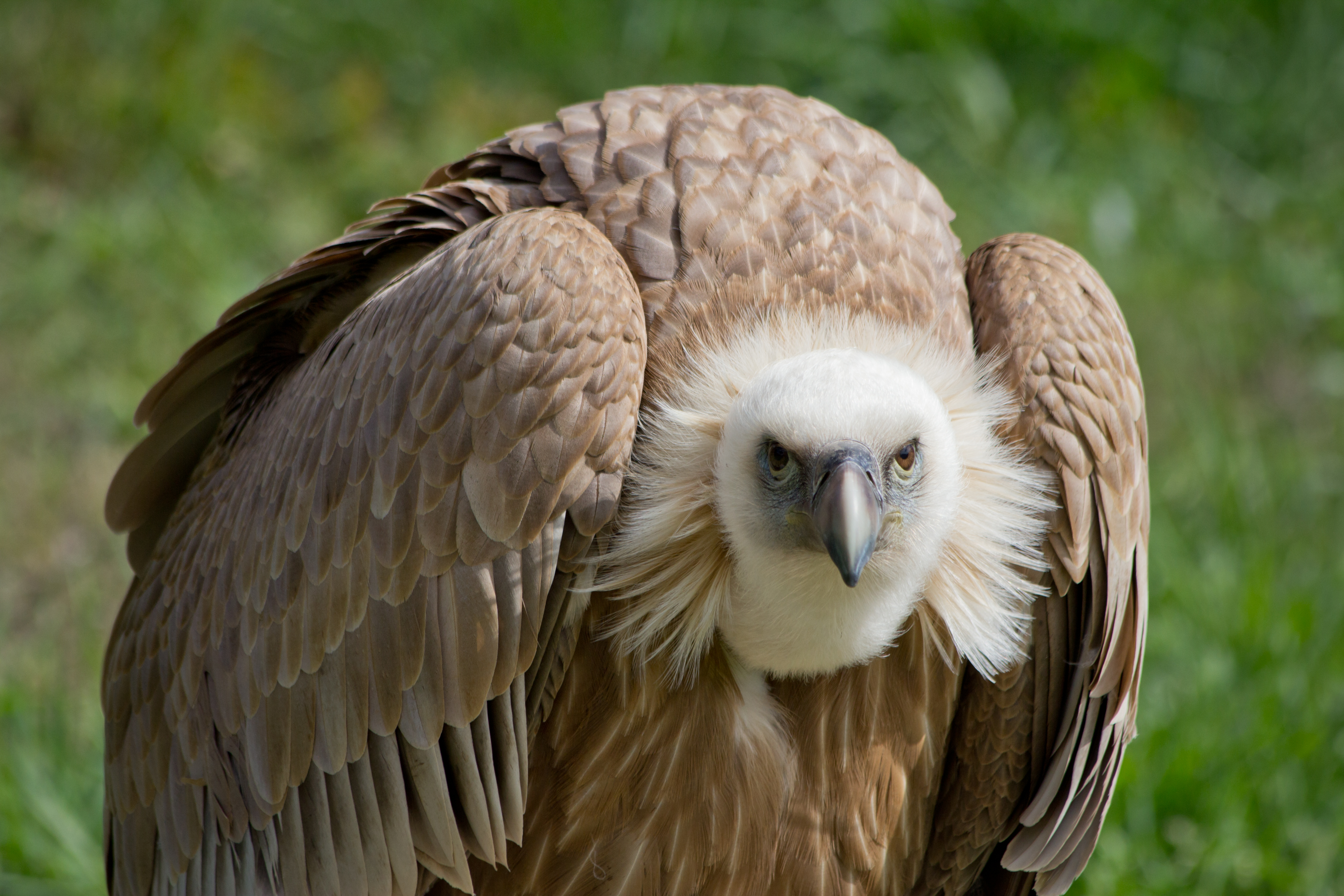 Gyps fulvus - 01