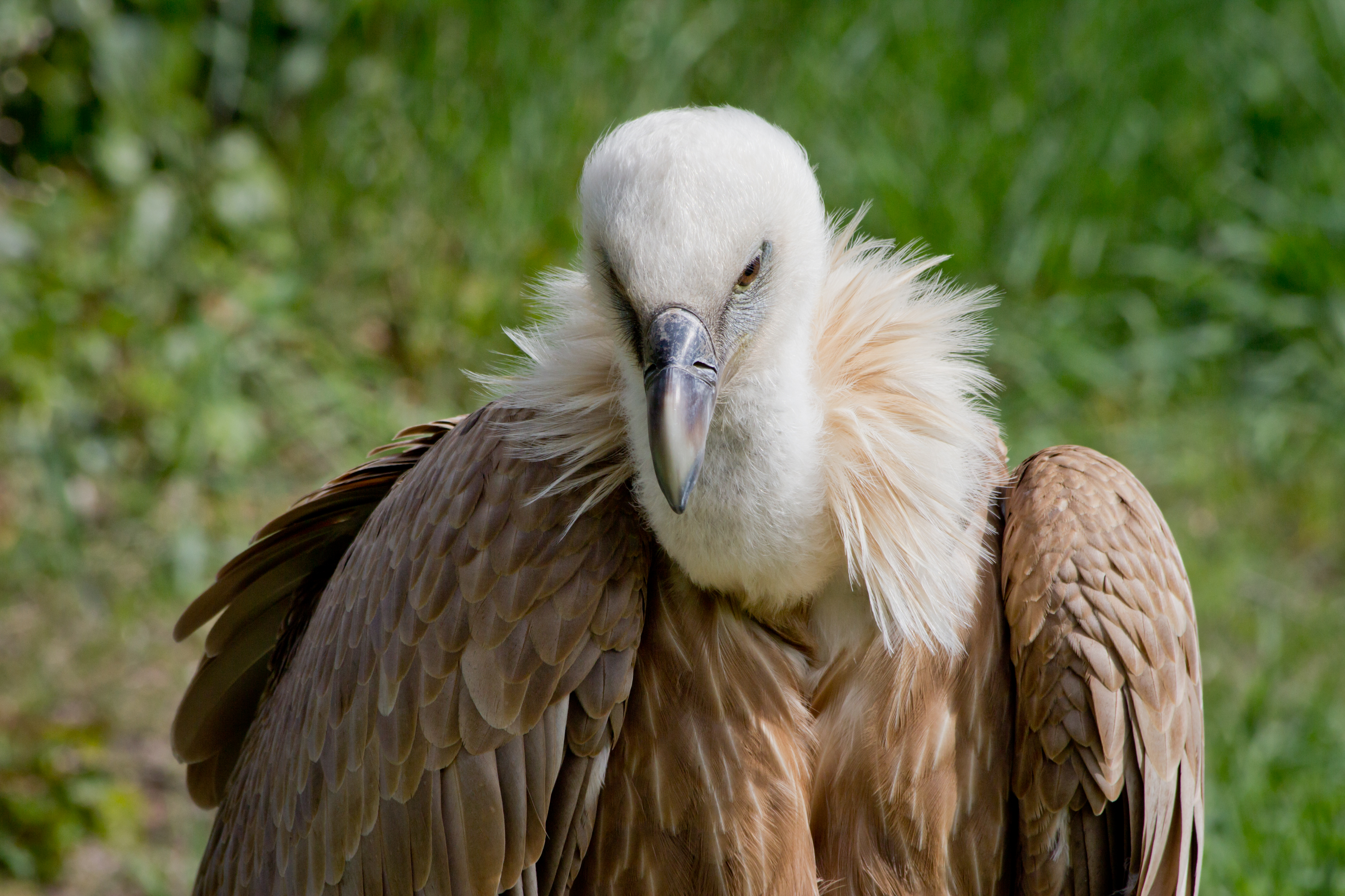 Gyps fulvus - 02