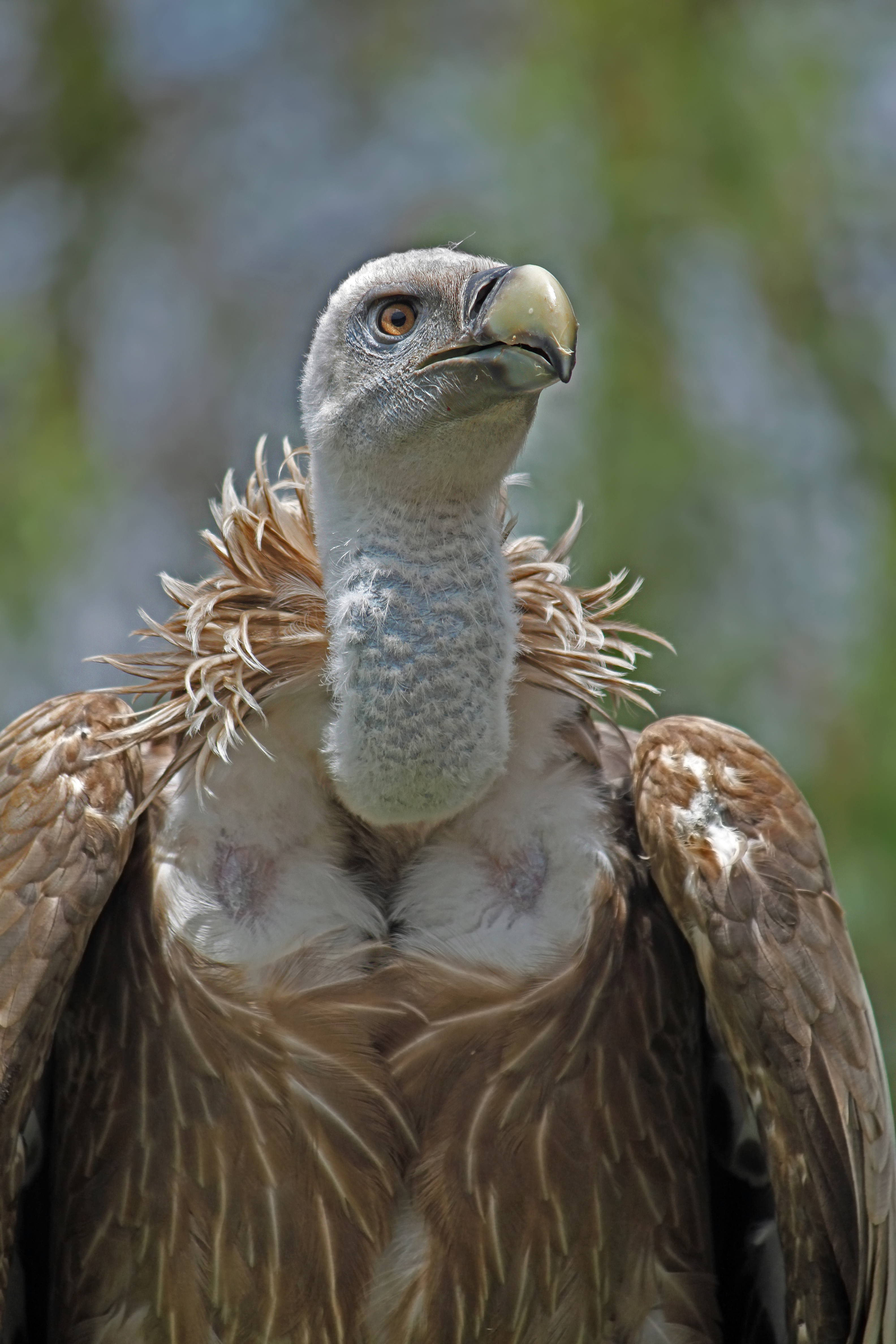 Gyps fulvus 02