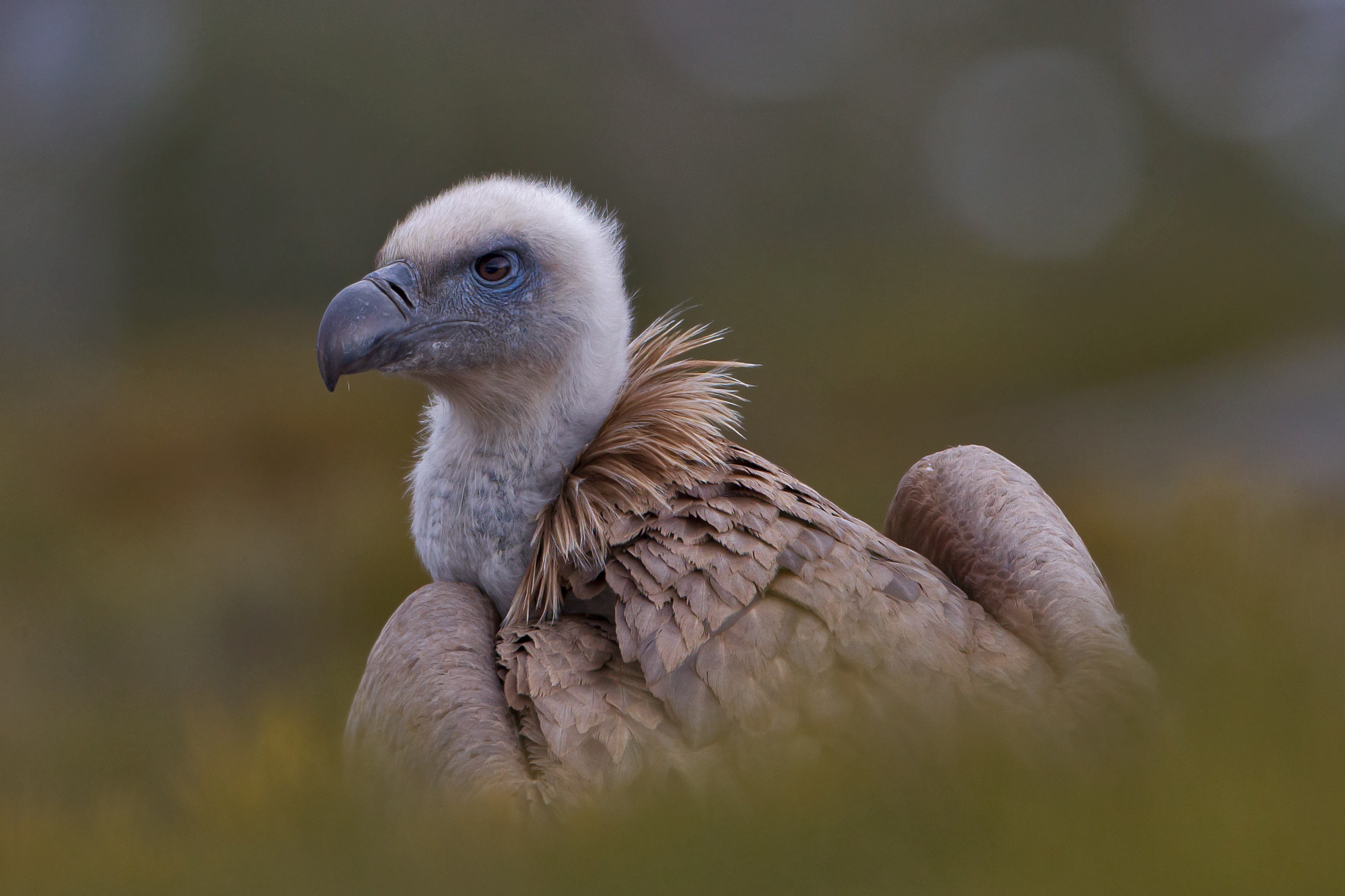 Gyps fulvus 3