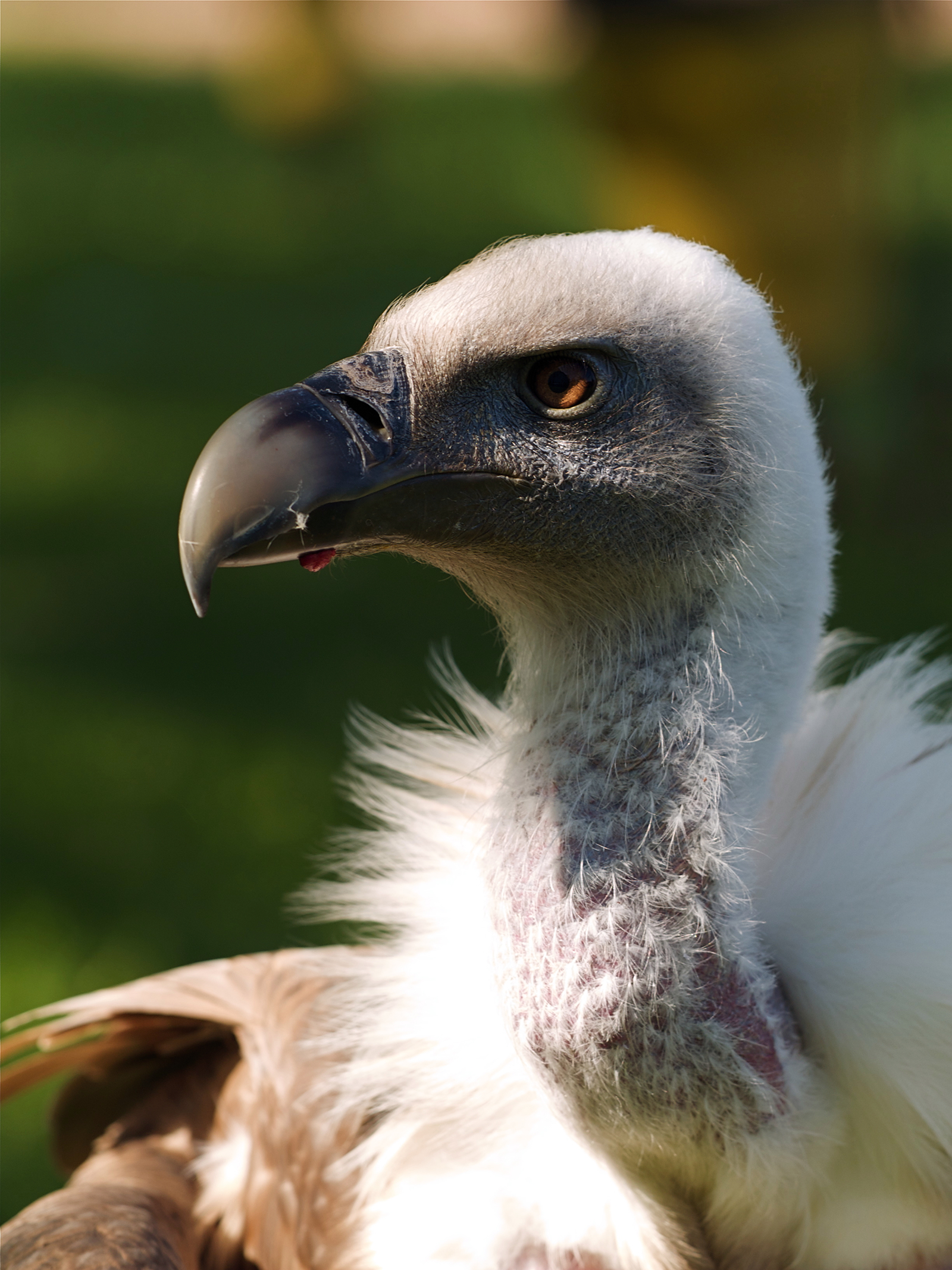 Gyps fulvus LC0202