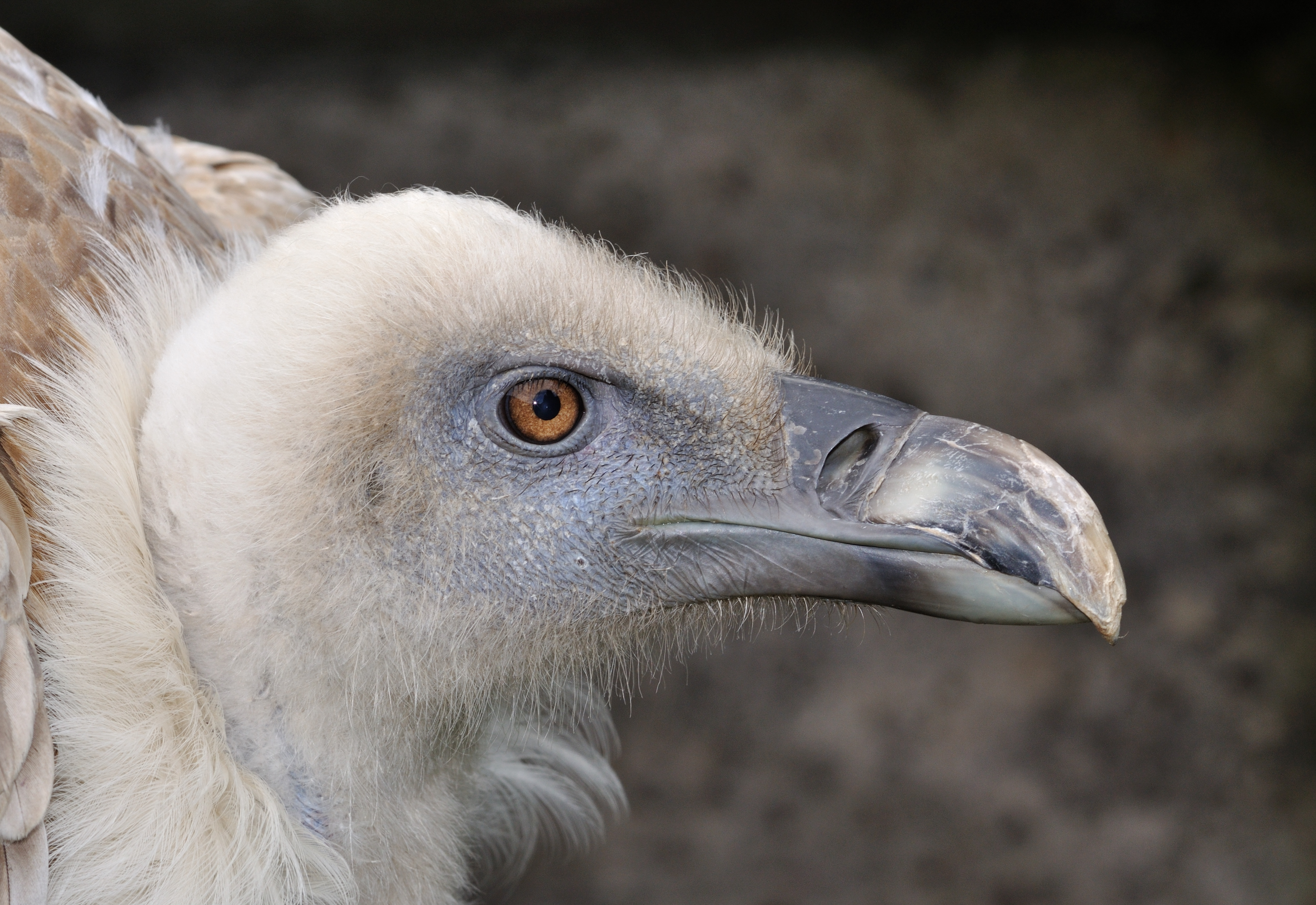 Gyps fulvus qtl2