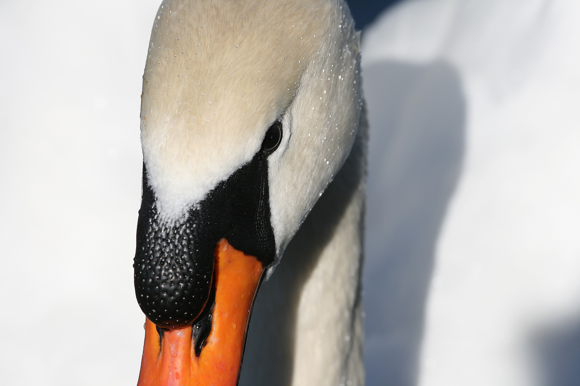 Höckerschwan Cygnus olor 4 Richard Bartz