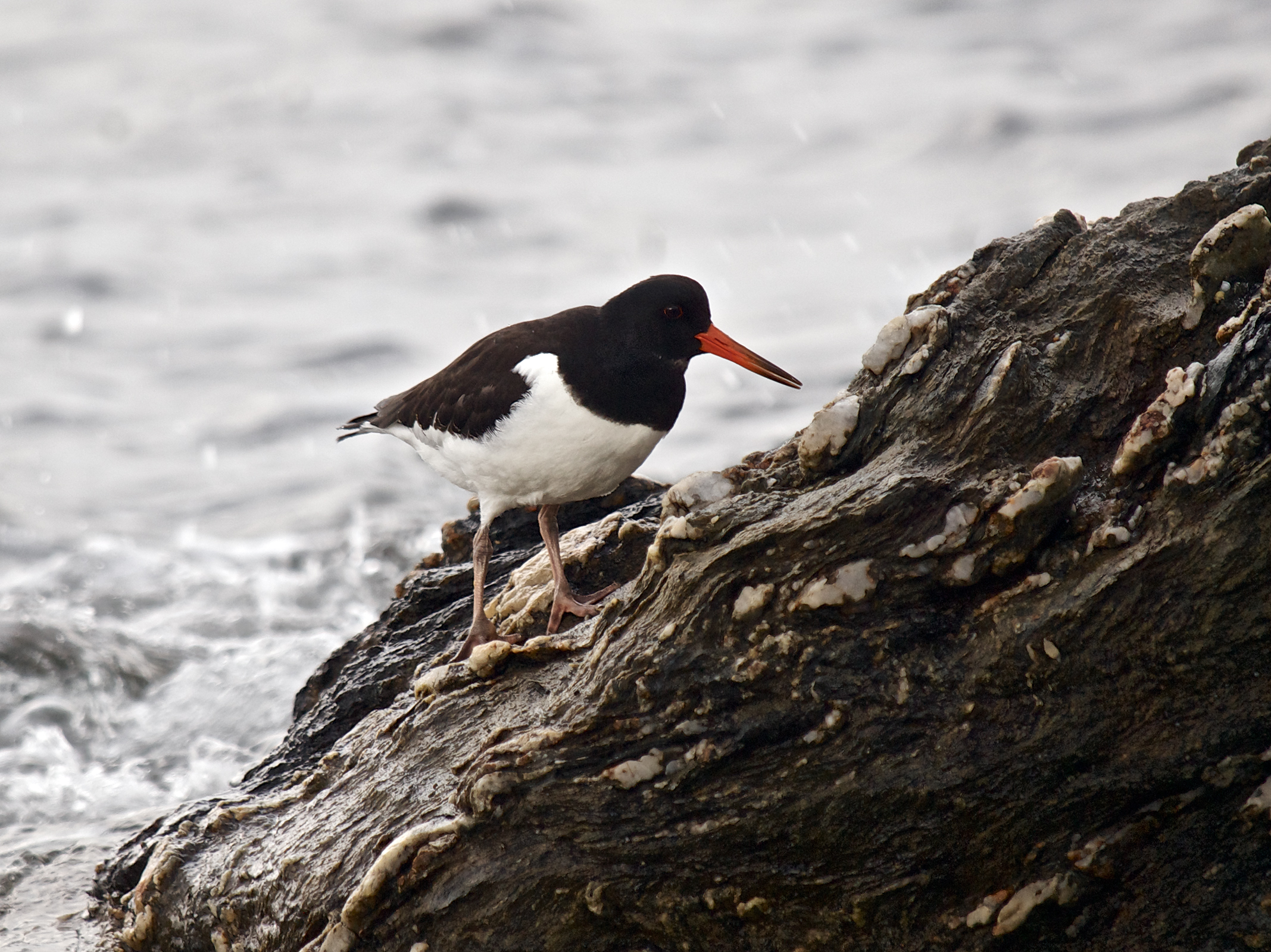 Haematopus ostralegus LC0378