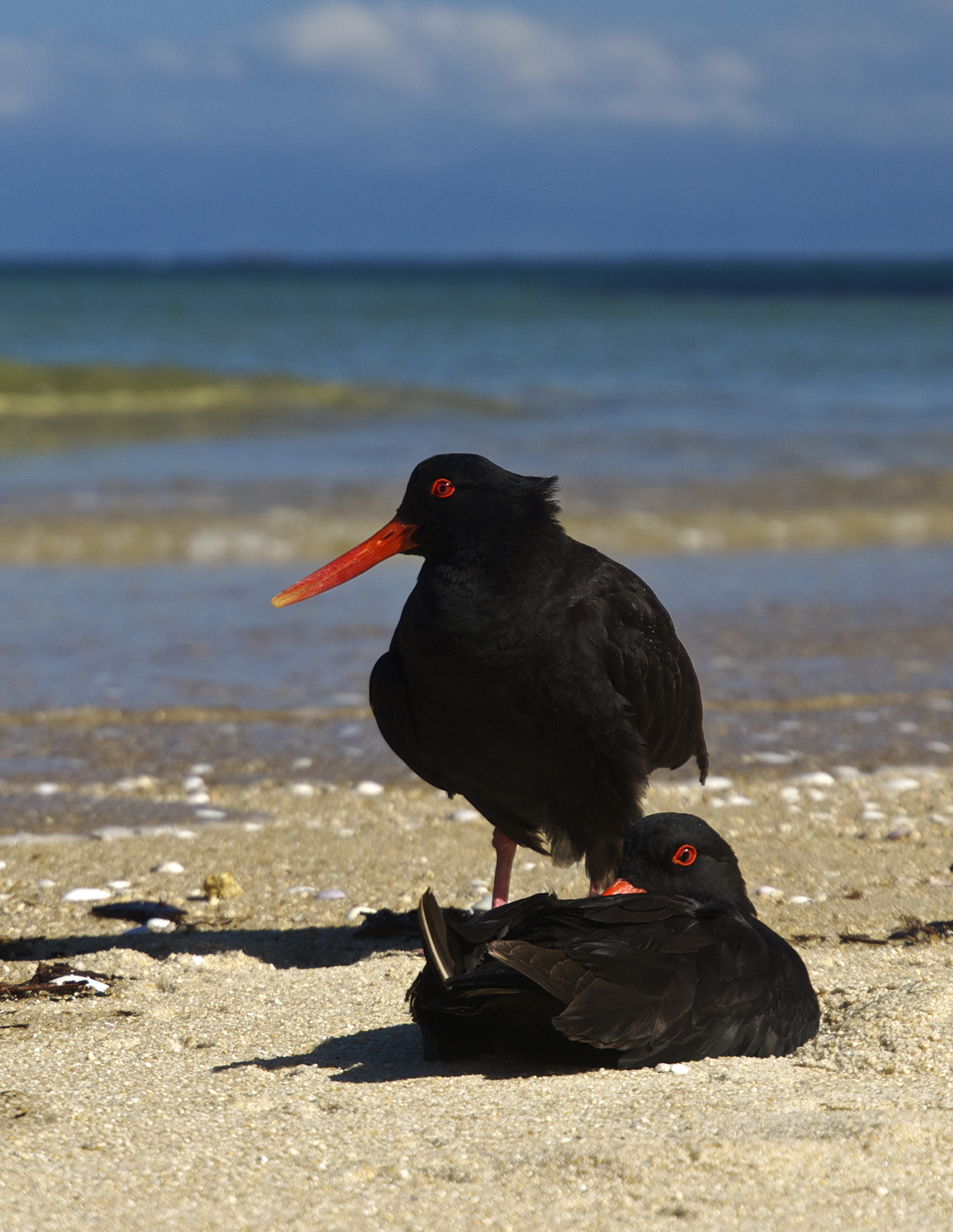 Haematopus unicolor LC0239