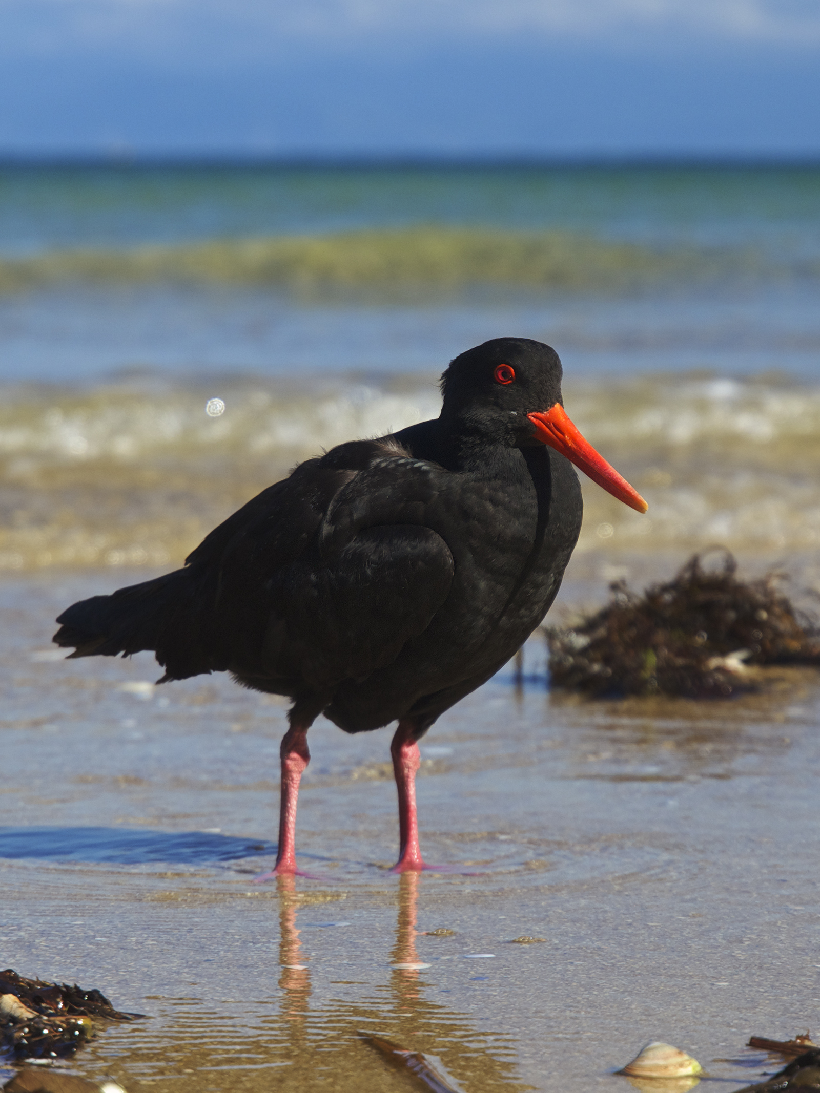 Haematopus unicolor LC0290