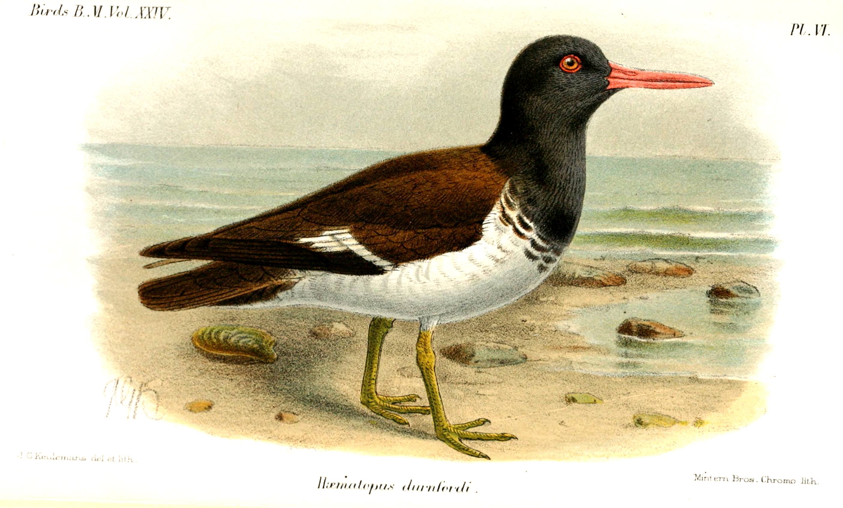 HaematopusKeulemans