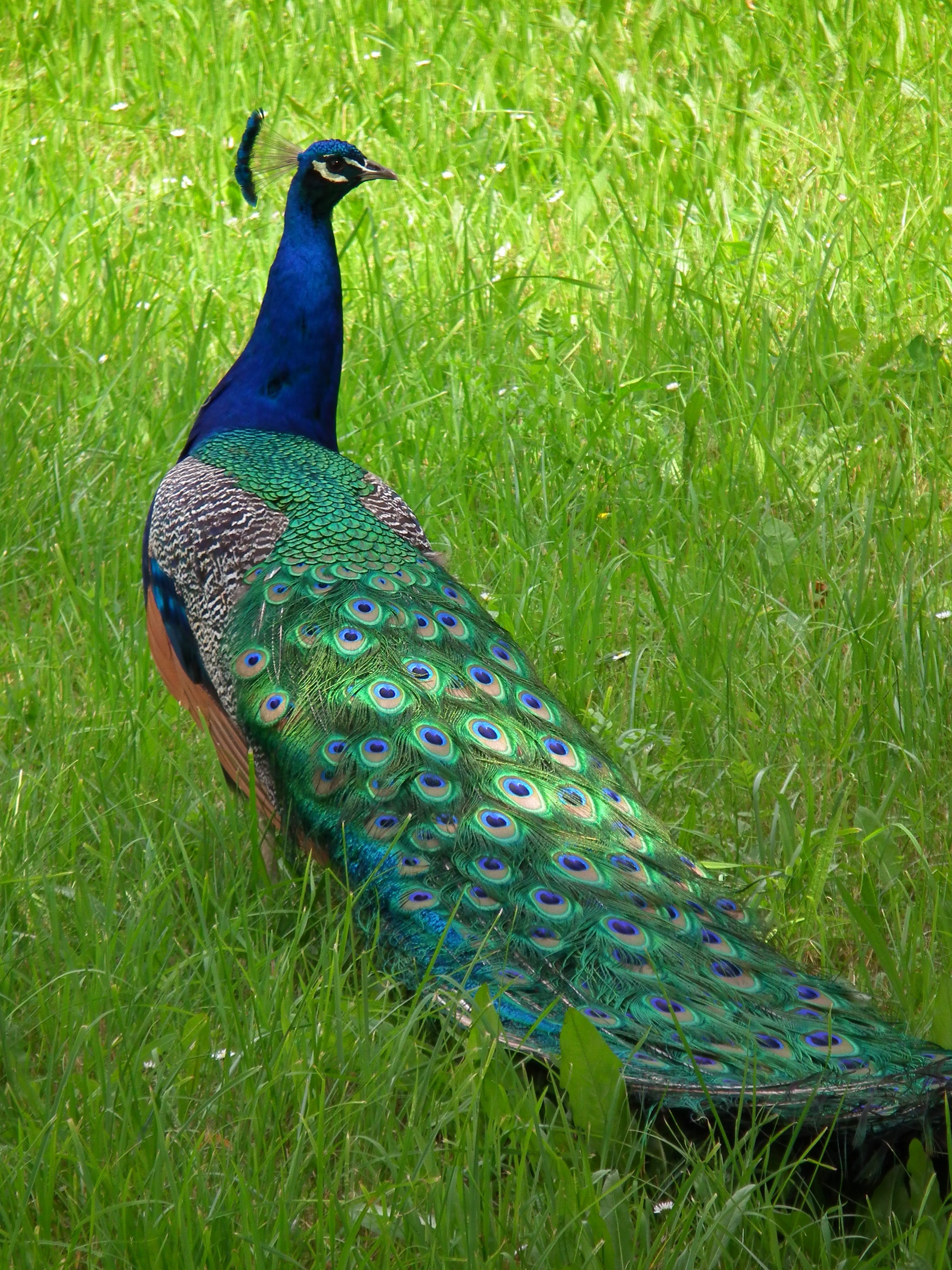 Hahn Pavo cristatus Nordbaden Mai 2014
