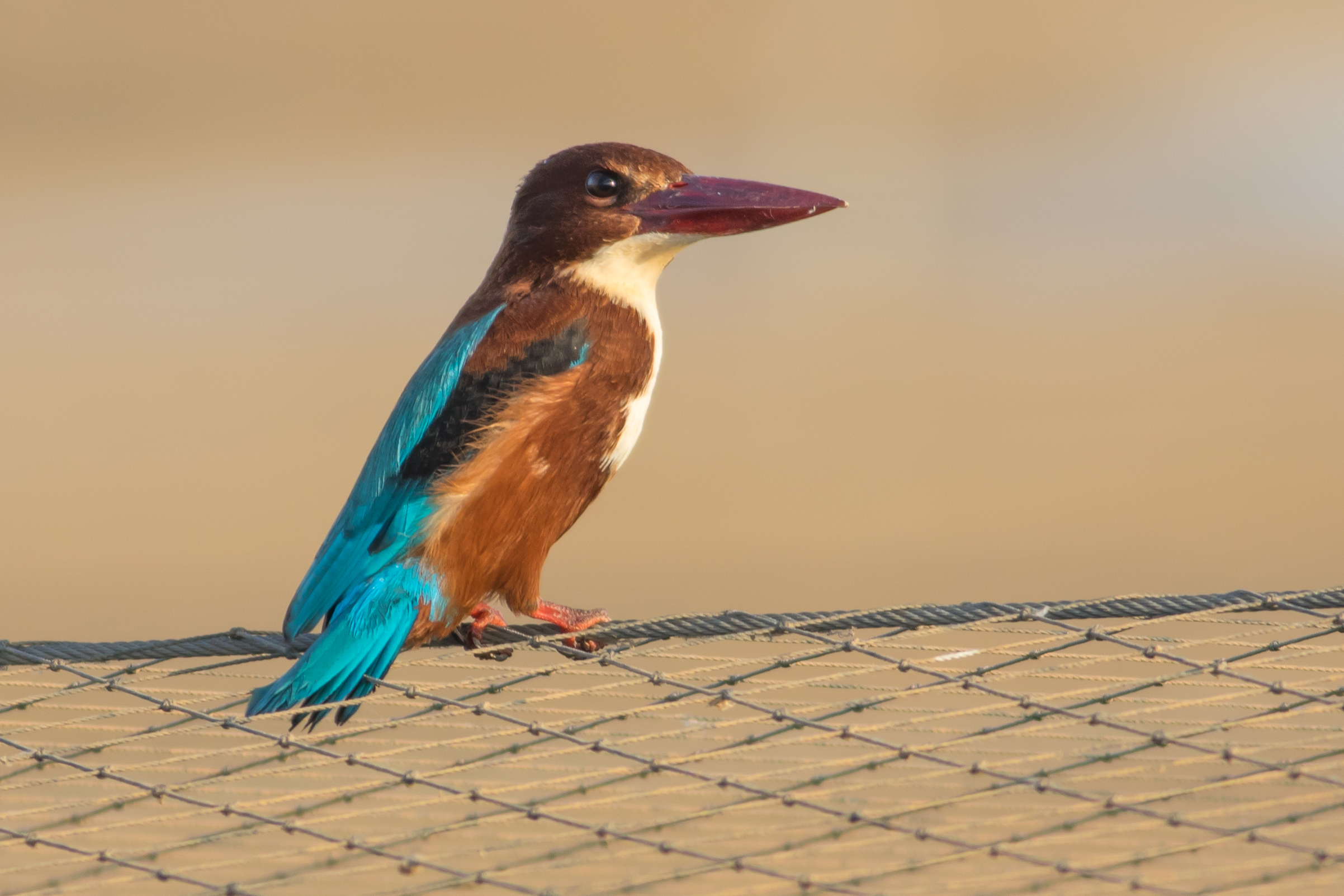 Halcyon smyrnensis, Israel