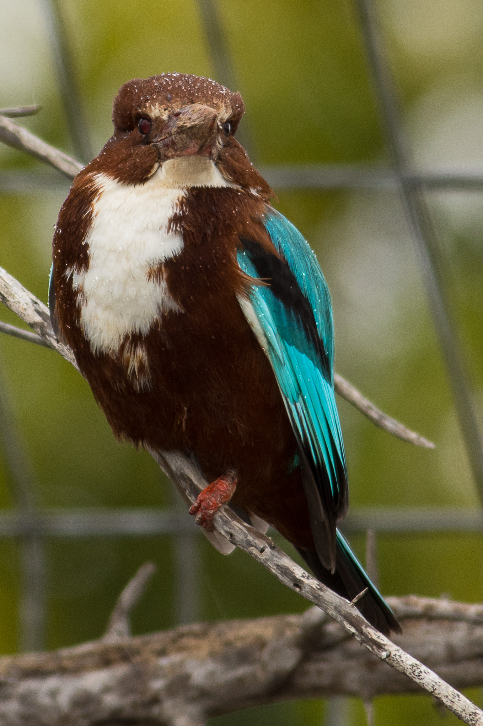 Halcyon smyrnensis in Israel1