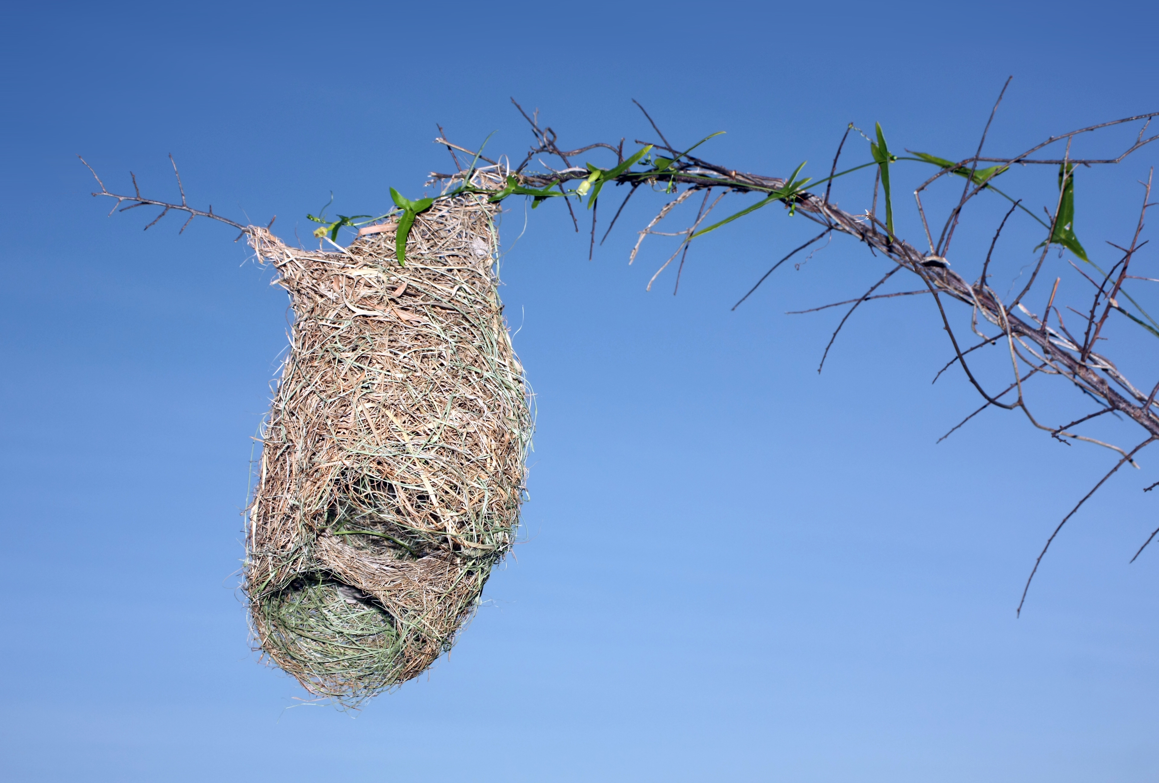 Half-built nest of Baya Weaver