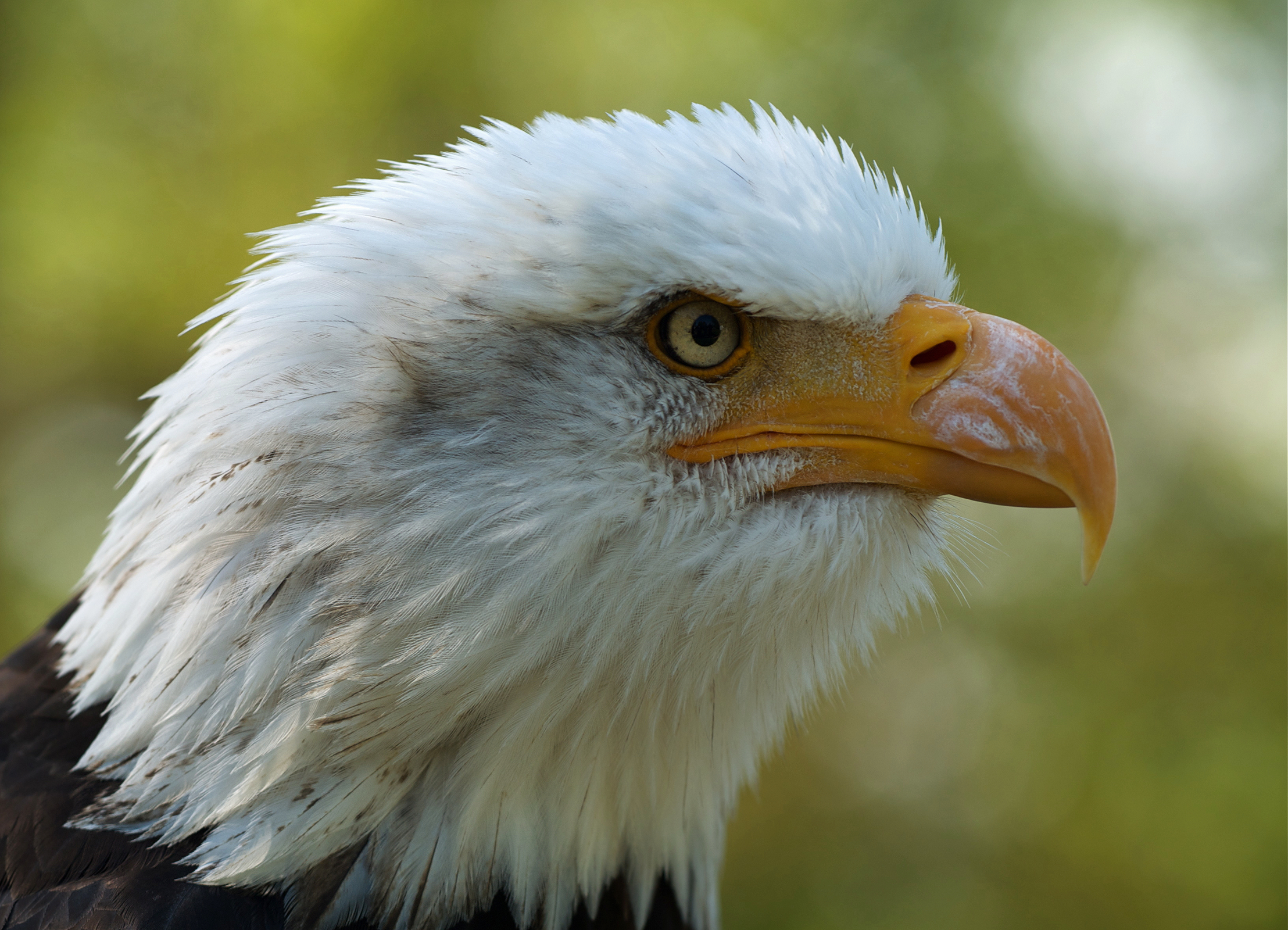 Haliaeetus leucocephalus LC0195