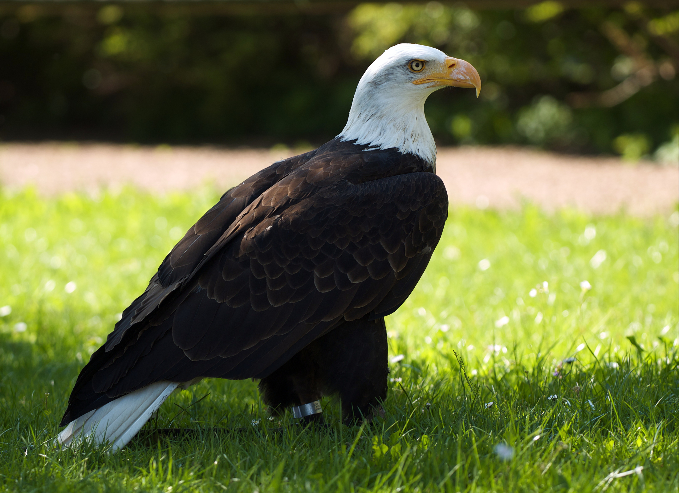 Haliaeetus leucocephalus LC0196