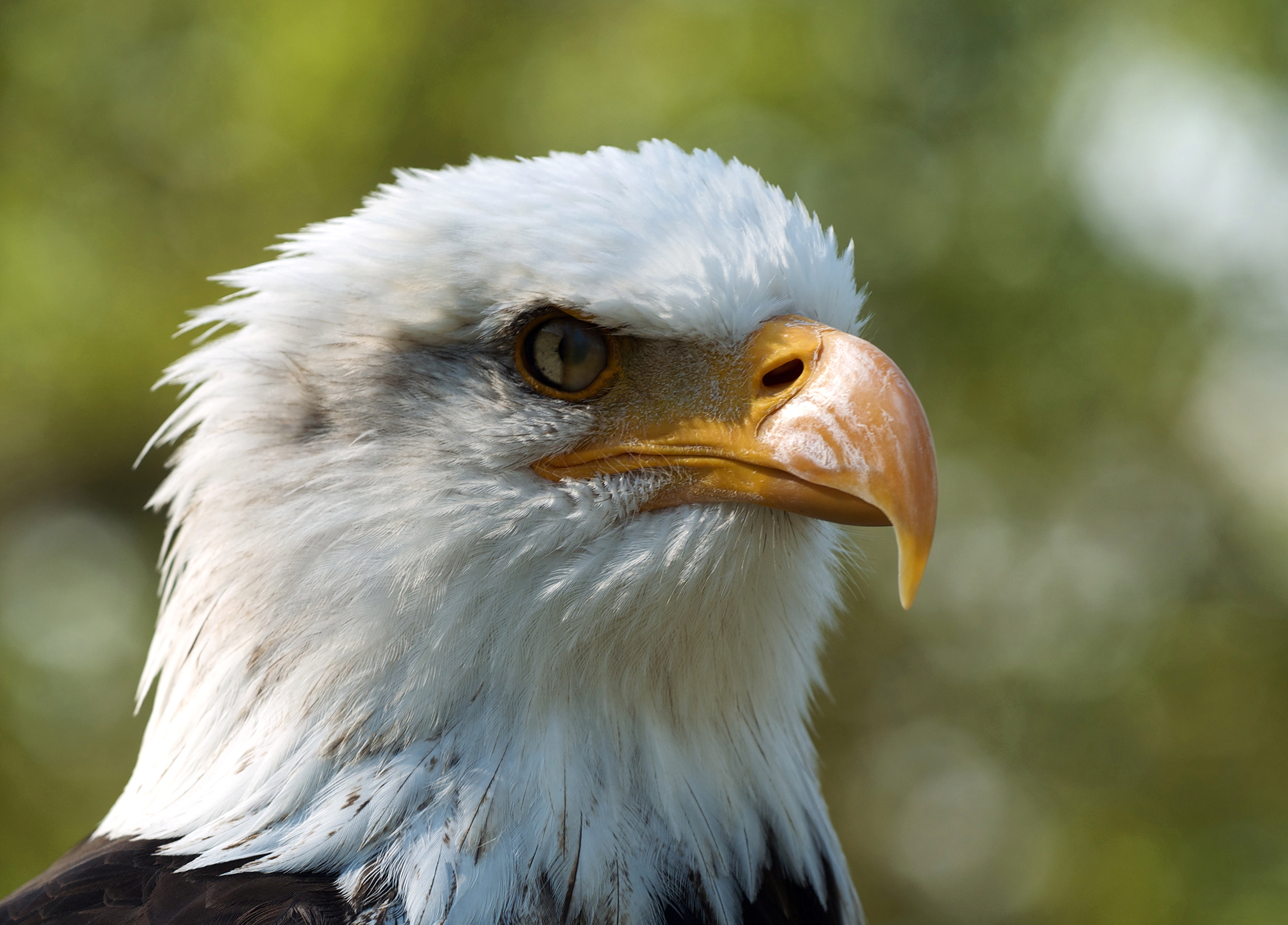 Haliaeetus leucocephalus LC0198