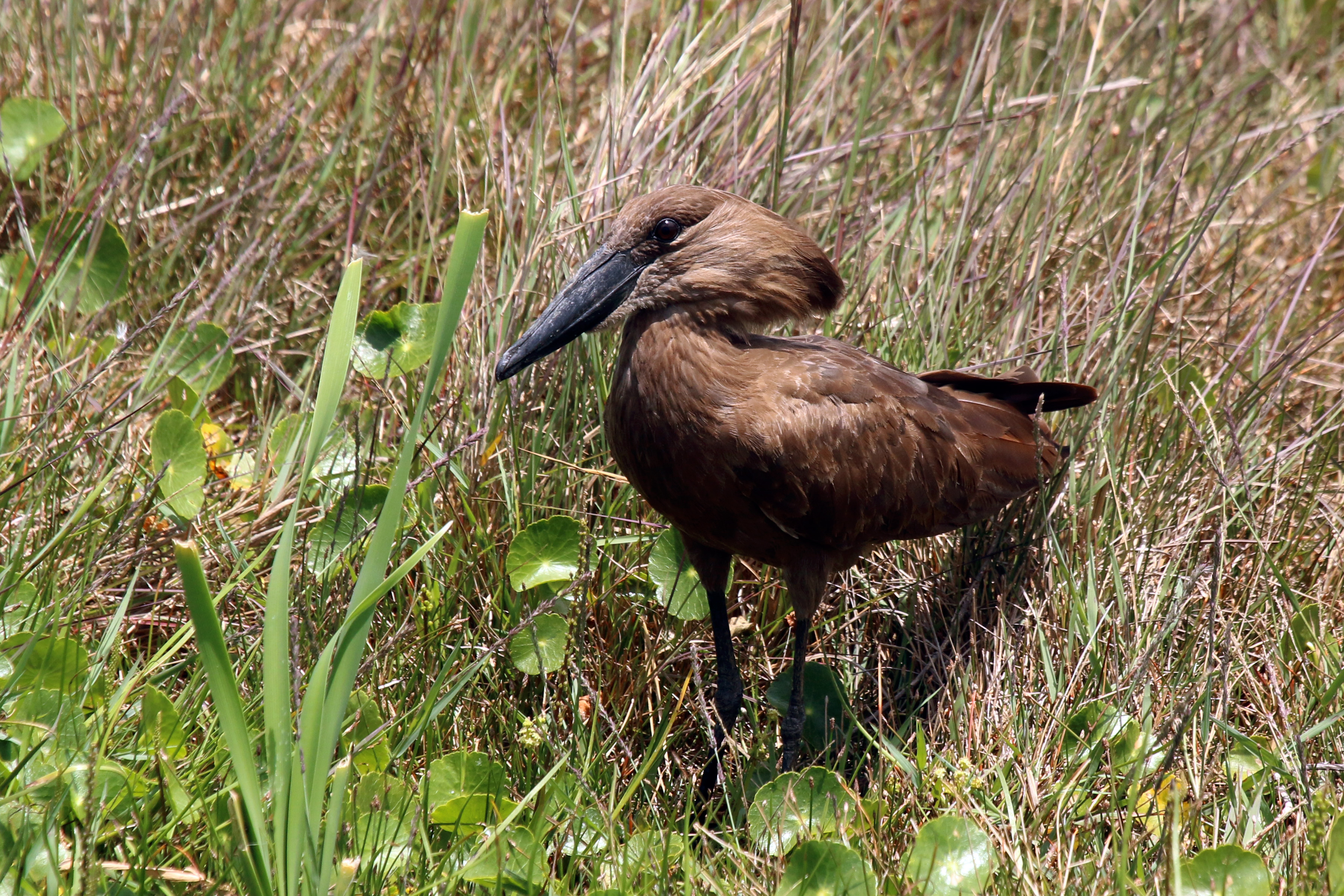 Hamerkop (Scopus umbretta) iSimangaliso