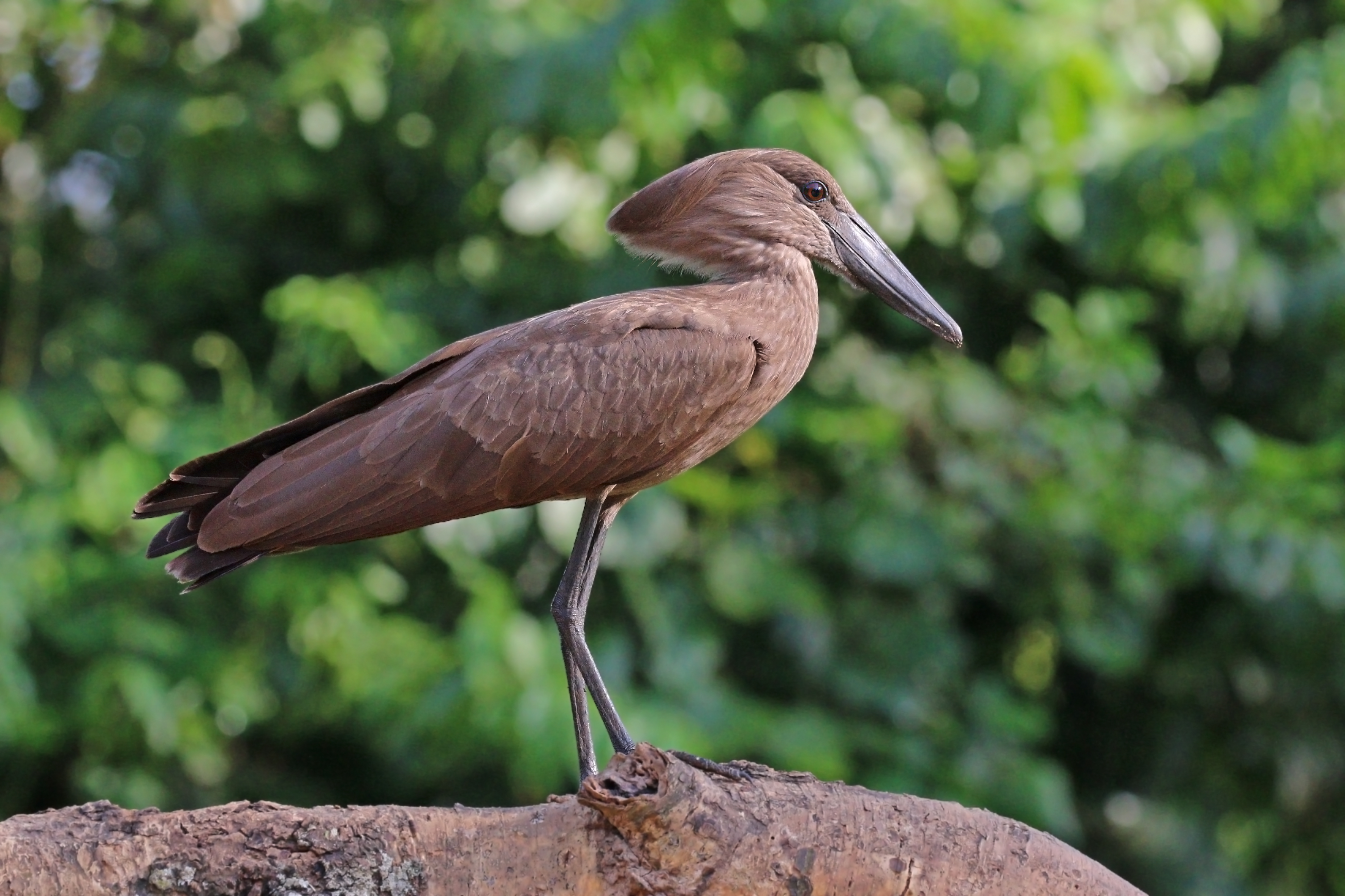 Hamerkop (Scopus umbretta umbretta)