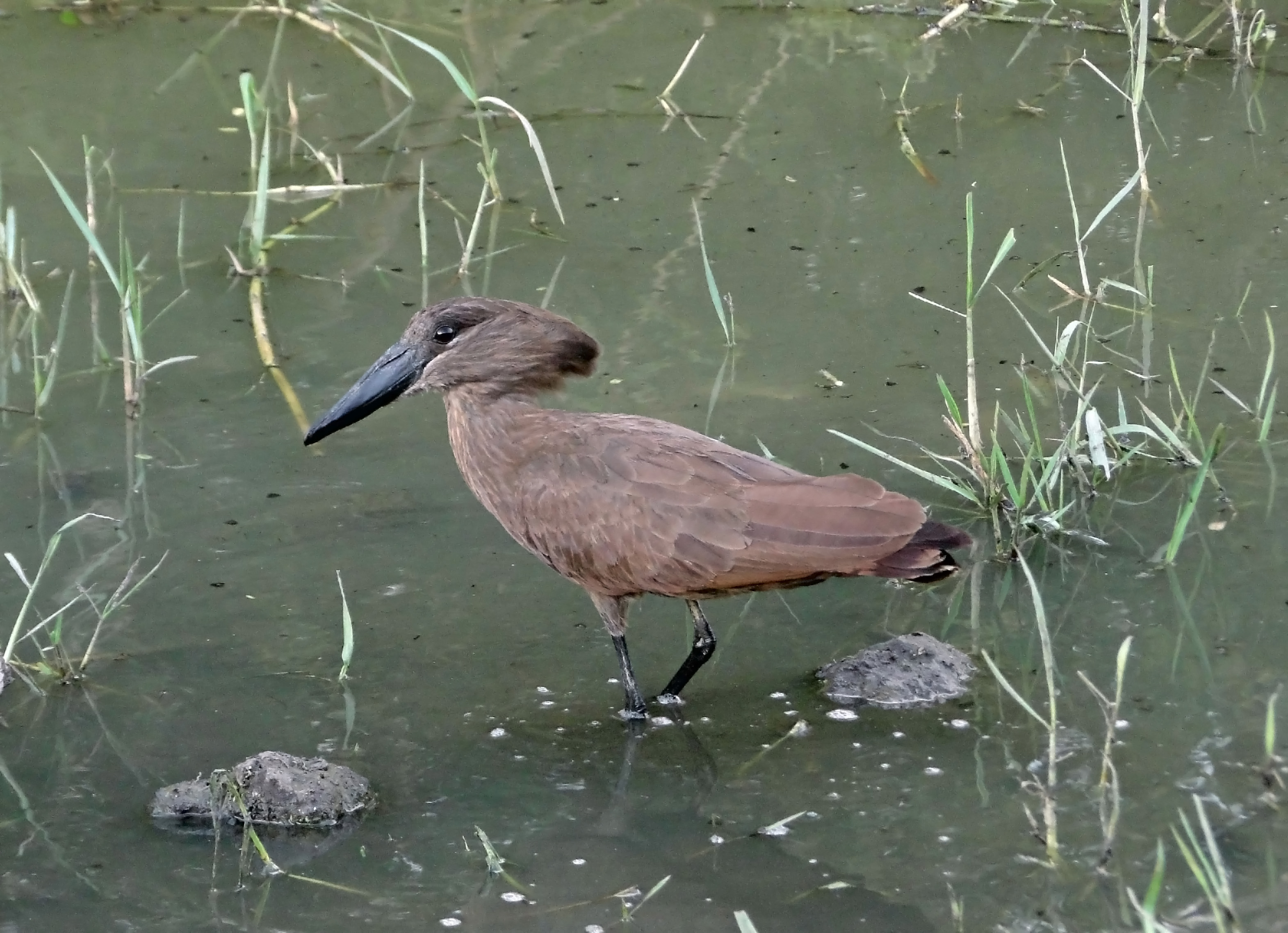 Hamerkop at Lake Ziway
