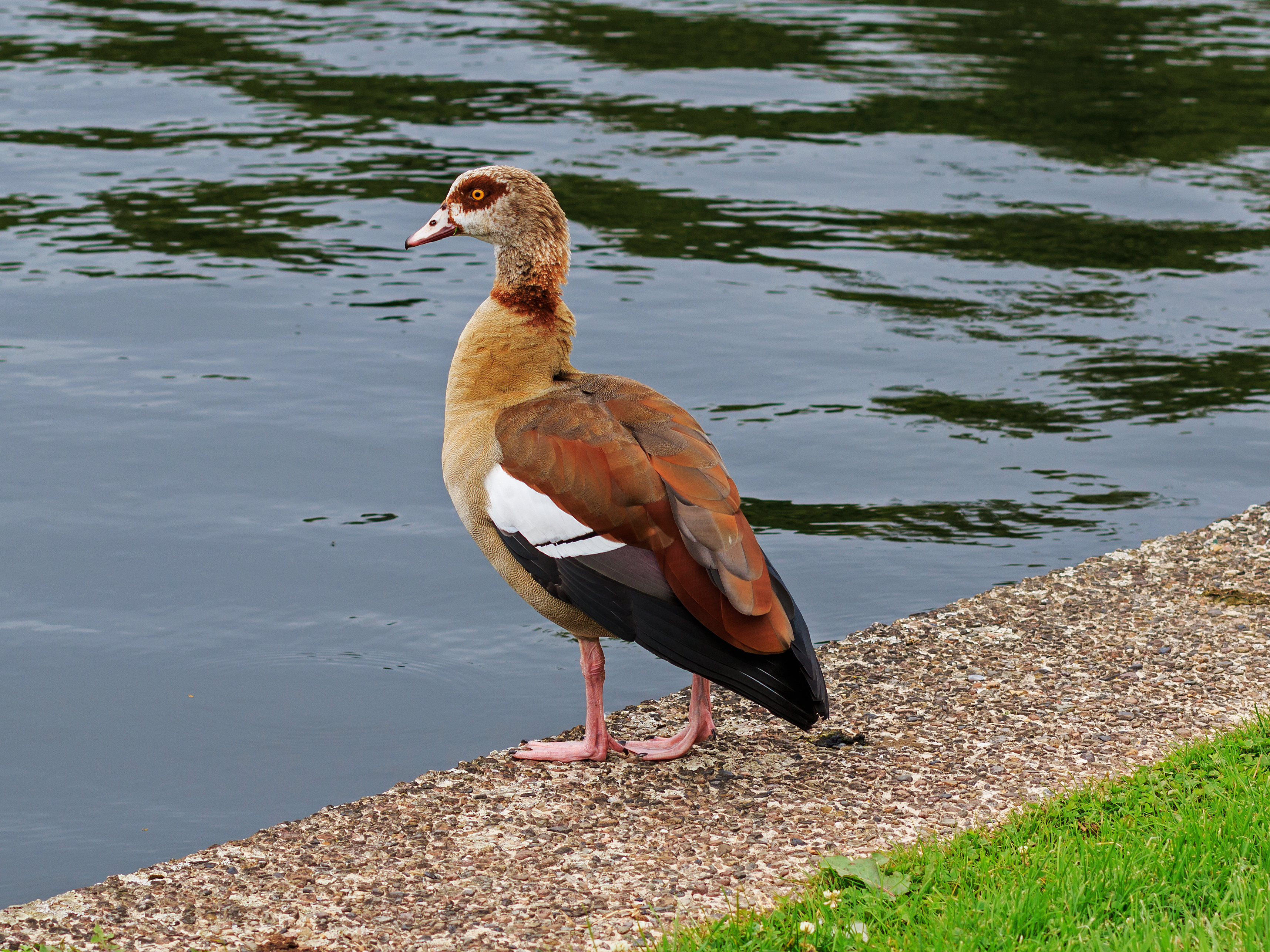 HB 2016-0607 photo25 Egyptian goose