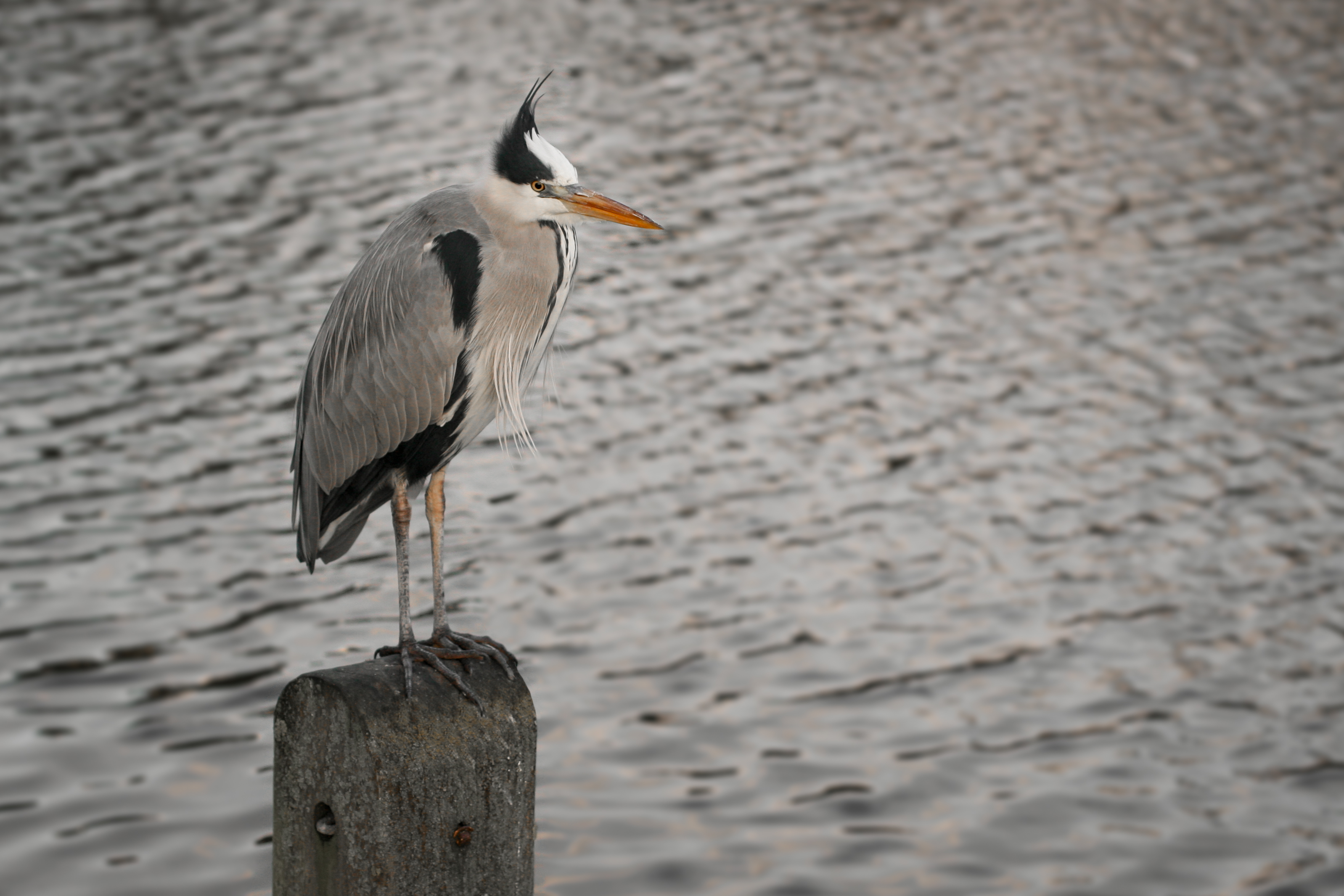 He spends his day beside the tide (11115220094)