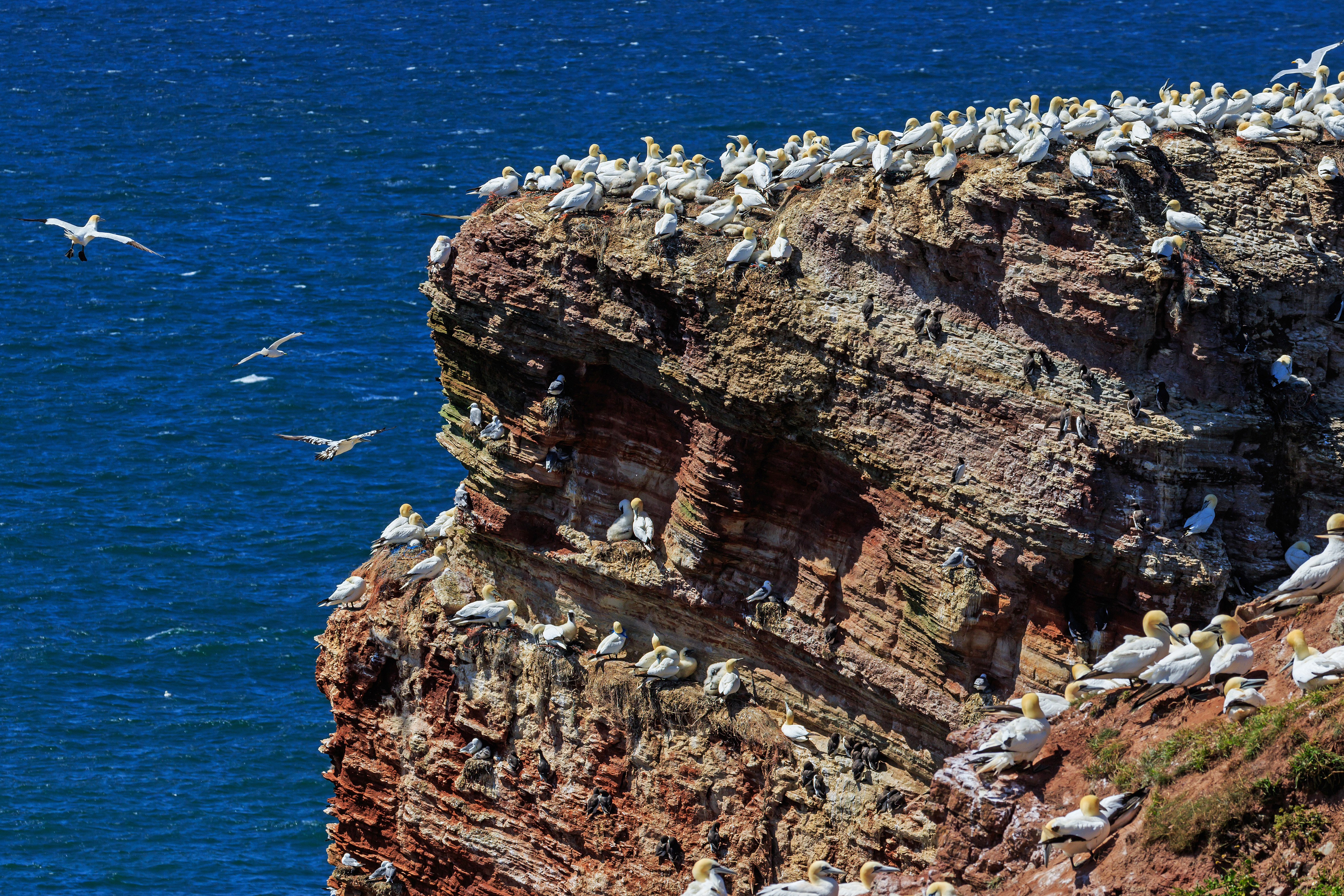 Heligoland 07-2016 photo07